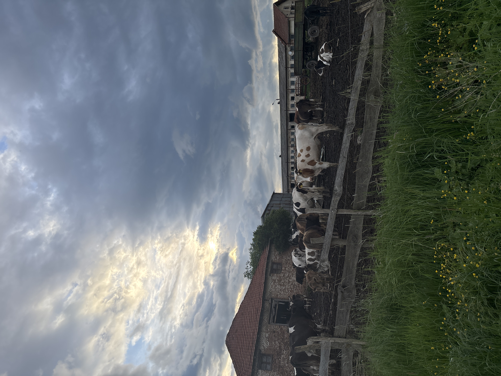 The image depicts a farm scene in Golema Rakovitsa, Bulgaria. A herd of dairy cows are visible behind a wooden fence in an enclosure filled with dark soil. The sky overhead is filled with dramatic, cloudy formations, tinged with light from the setting sun. Farm buildings with red-tiled roofs are present in the background, along with agricultural equipment. Tall grass and yellow wildflowers grow to the right of the fence.