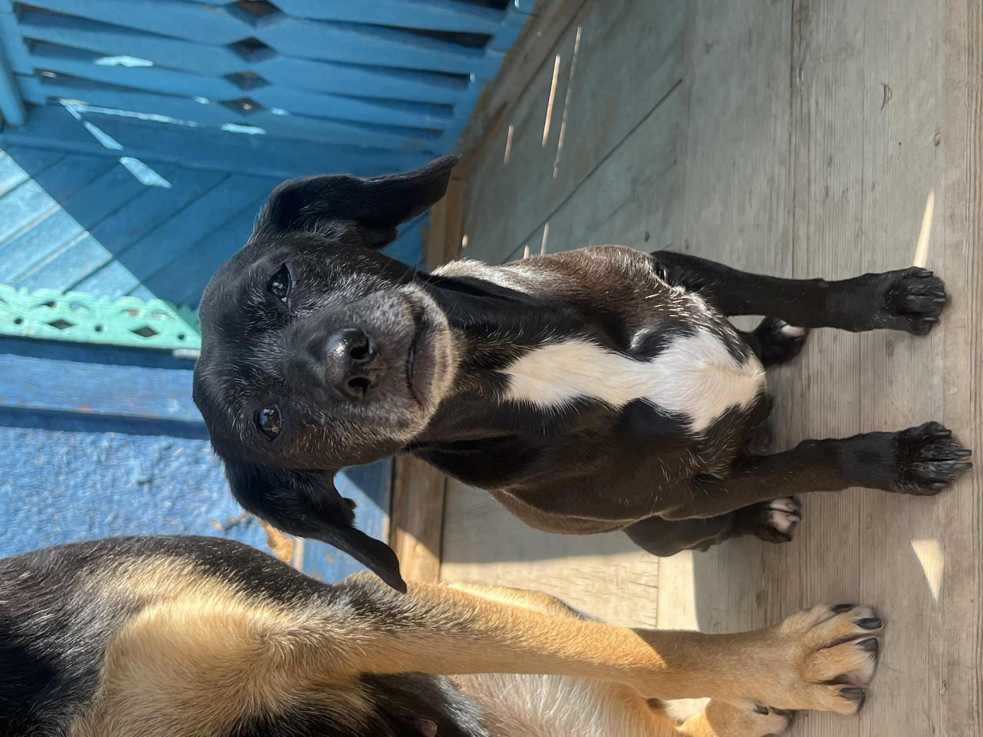 This image depicts two dogs on a wooden porch. The dog in the foreground is black with a white marking on its chest and is looking directly at the camera. Its ears are floppy. The second dog, partially visible on the left, has tan and black fur. The background features a blue wooden fence with some green decorative elements. Sunlight casts shadows on the porch floor. The scene is outdoors, under a bright sky. The location is the city of Nizhny Tagil, Russia.