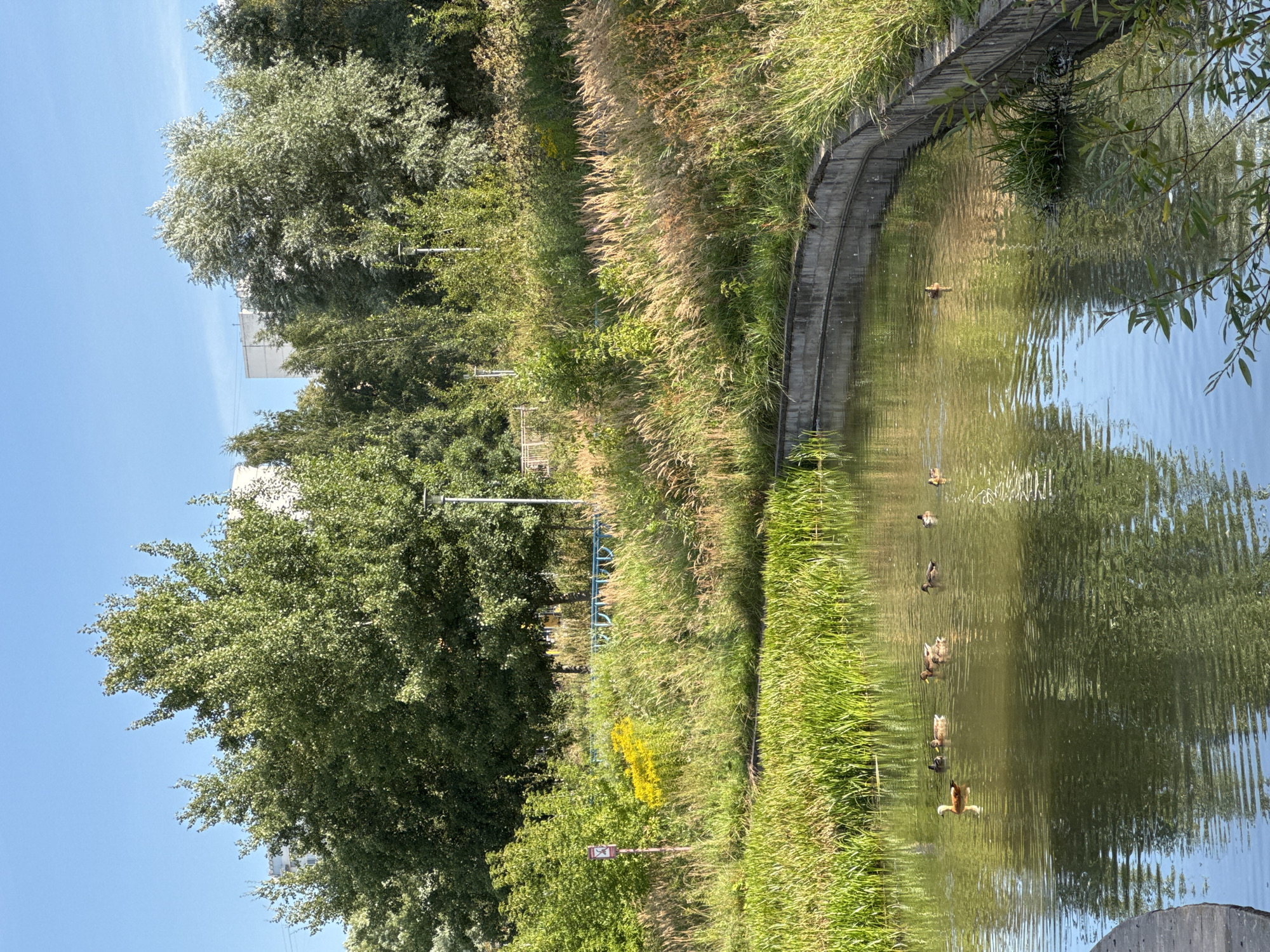 A picturesque view of a pond in a city park on a sunny day. Several ducks are swimming in the pond, with lush green reeds lining the water's edge. Beyond the pond, a variety of trees and grasses create a natural landscape, with glimpses of modern buildings in the background. The scene is peaceful and serene, suggesting a well-maintained urban oasis. The lighting suggests it is daytime, possibly late morning or early afternoon, given the bright sunlight and clear blue sky.