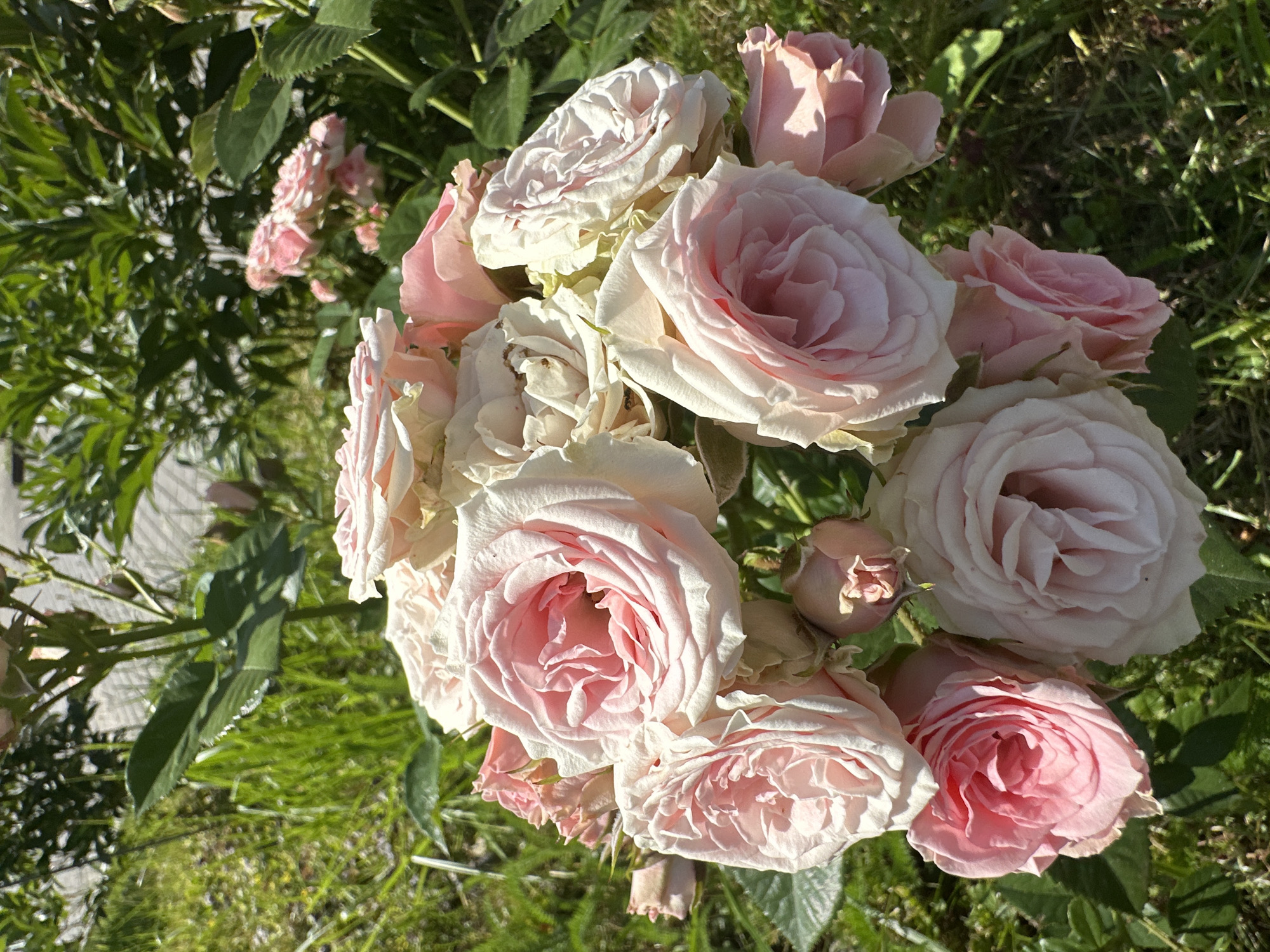 This is a close-up, eye-level, outdoor photograph of a cluster of light pink and white roses. The roses are in various stages of bloom, with some fully open and others still budding. They are illuminated by bright sunlight, casting soft shadows and highlighting the delicate texture of the petals. The background is a blur of green grass, foliage, and hints of a light-colored path or pavement, suggesting a garden setting. There is no indication of the specific location being Podolsk, Russia, as no landmarks or identifying features are visible. The scene is static and peaceful, focusing solely on the natural beauty of the roses.