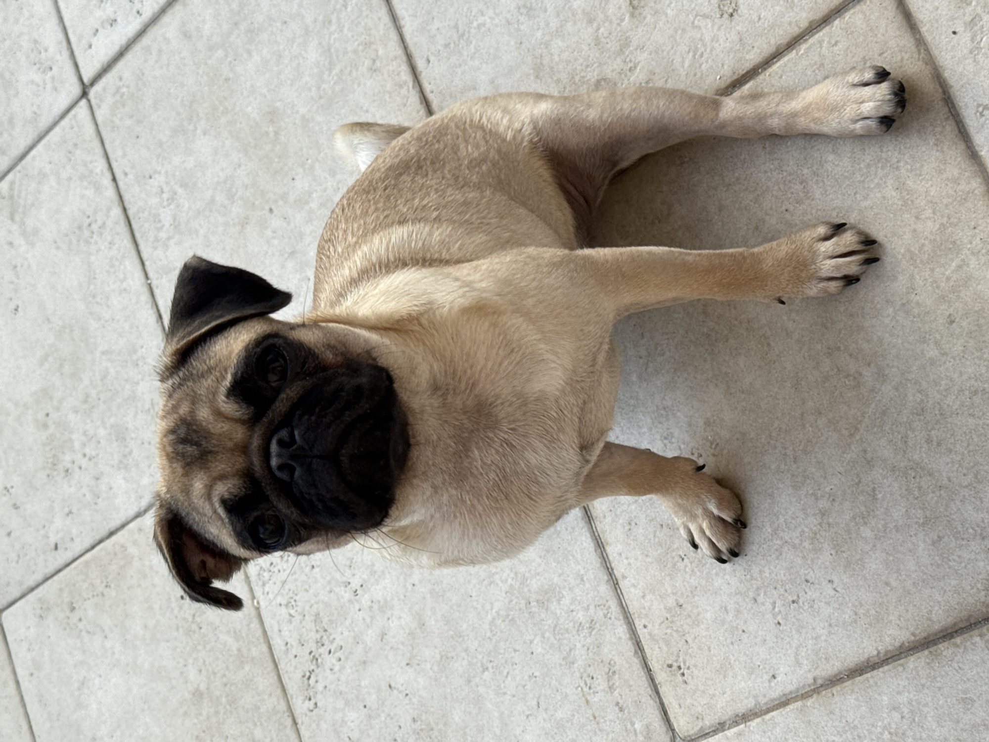 A fawn-colored pug dog is sitting on a beige tiled floor outdoors. The pug is facing forward, with its head slightly tilted to the left. Its eyes are dark brown, and its muzzle is black and wrinkled. The dog has floppy ears and a short, curled tail that is visible. Its front paws are positioned on the floor in front of its body, and its hind legs are extended to the right. The tiled floor has a rough texture and is laid in a grid pattern. The lighting suggests it is daytime, with soft shadows indicating natural light. No people or other objects are visible in the scene.