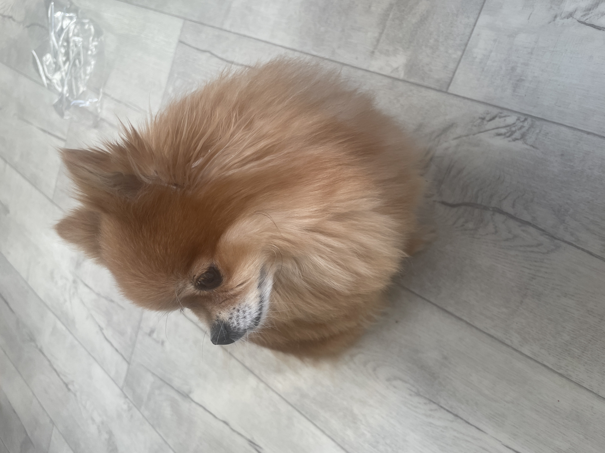 A high-angle, full shot depicts a light-brown Pomeranian dog on a light gray wooden floor with visible plank lines. The dog is positioned centrally, facing slightly downward and left. To the upper left of the dog is a crumpled clear plastic bag. The scene is indoor. The location is unspecified but likely Perm, Russia.