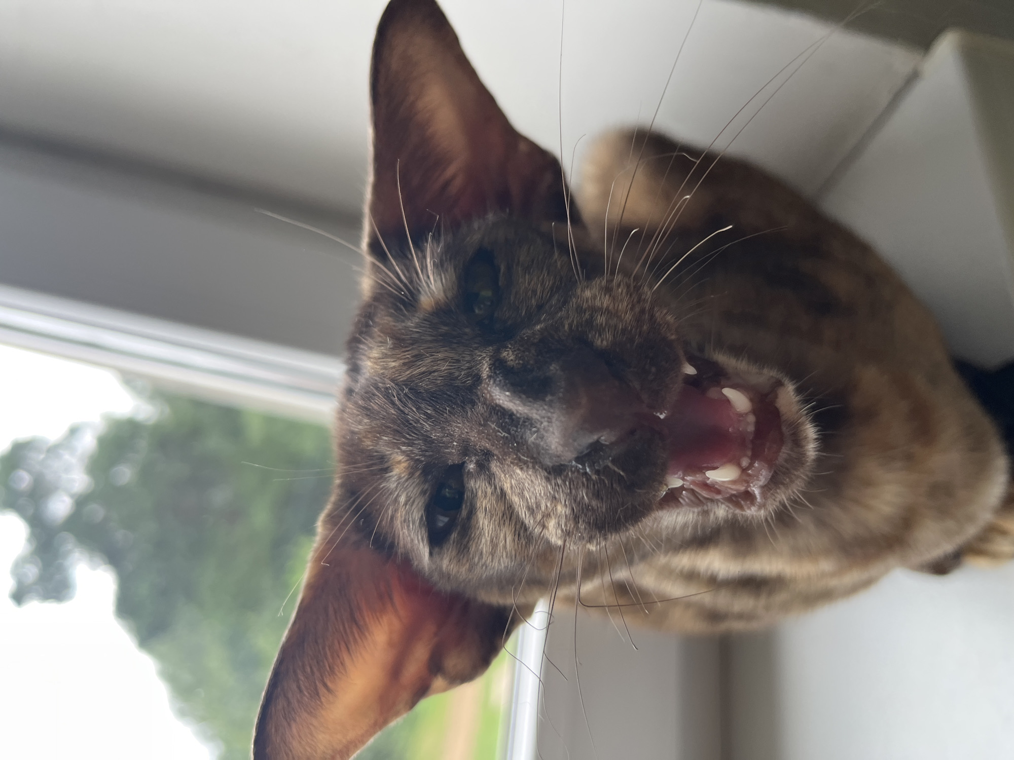 A close-up, low-angle shot captures an Oriental Shorthair cat with distinctive large ears and a brown tabby coat, mid-yawn or hiss. The cat's mouth is open, revealing sharp teeth and a pink tongue, with its eyes squinted. The background is blurred, showing greenery through what appears to be a window, suggesting an indoor setting with an outdoor view. The scene takes place in the city of Chaikovsky, Russia.