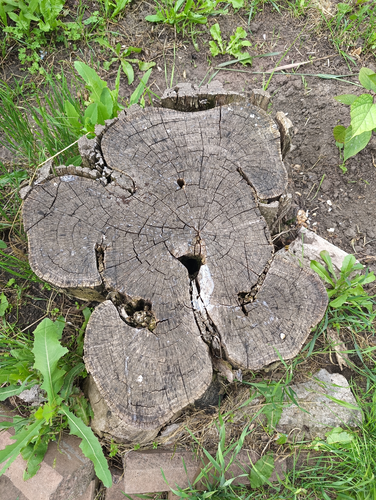 This media file presents an overhead view of a large, weathered tree stump situated in a natural outdoor setting in Odesa, Ukraine.
The central subject is the tree stump, which has an irregular, almost clover-leaf or star-like shape, characterized by deep cracks and possibly multiple fused sections from its original growth. Its flat, gray-brown surface clearly displays numerous concentric annual rings, providing insight into the tree's age and growth history. Several deep fissures run across the stump's surface, and some areas appear hollowed out or show signs of decay. White and light-colored patches, possibly lichen or dried sap, are visible on various parts of the stump.
The stump is surrounded by a mix of vibrant green vegetation, including grass and various broad-leaf weeds and plants, suggesting the image was captured during spring or summer. The ground consists of dark, moist soil with scattered small stones and fragments of broken bricks around the base of the stump. In one of the detailed views, a small, fuzzy insect, likely a bumblebee, can be observed near the bottom right edge of the stump, close to a stone.
The scene is illuminated by natural daylight, indicating it is daytime. No specific weather conditions are discernible, but the overall impression is of a tranquil outdoor environment. No active event or human activity is depicted. There is no visible text in the image.