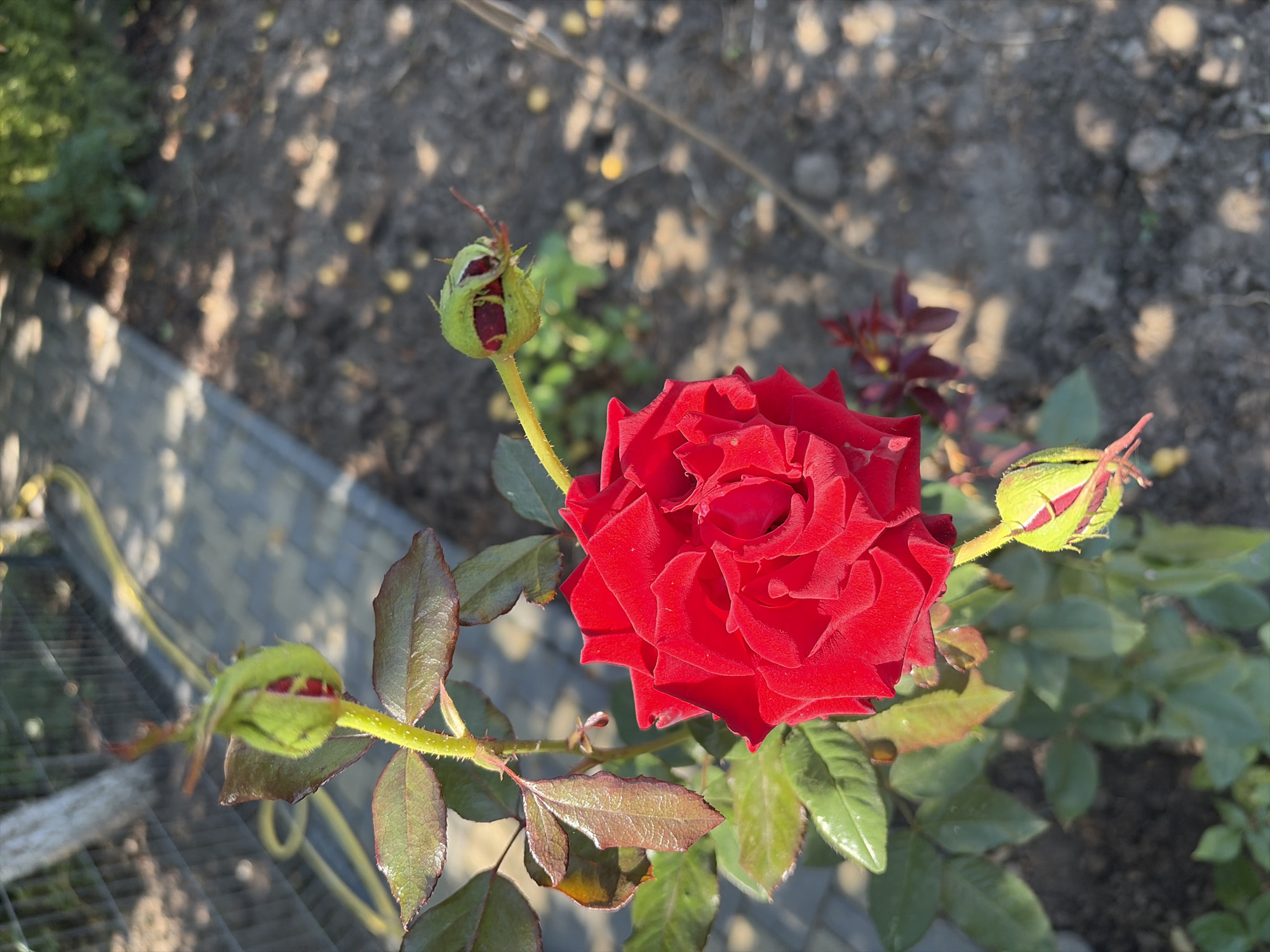 In Oxentea, Moldova, a close-up shot captures a vibrant red rose in bloom, positioned in the lower left quadrant of the frame. The rose exhibits numerous petals, tightly packed and showcasing a rich, velvety texture. Above and to the sides of the main bloom, several rosebuds in various stages of development are visible, their green sepals partially enclosing hints of red. The rose plant itself features dark green leaves, some of which appear slightly glossy, and a spiny stem. The background is a mix of soft-focus earth and dappled sunlight, with a paved pathway, constructed of interlocking bricks, running diagonally from the mid-left to the upper right. A yellow garden hose is draped across this pathway. Beyond the path, a glimpse of greenery and a metal fence can be observed. The overall impression is that of a cultivated garden setting under bright sunlight.