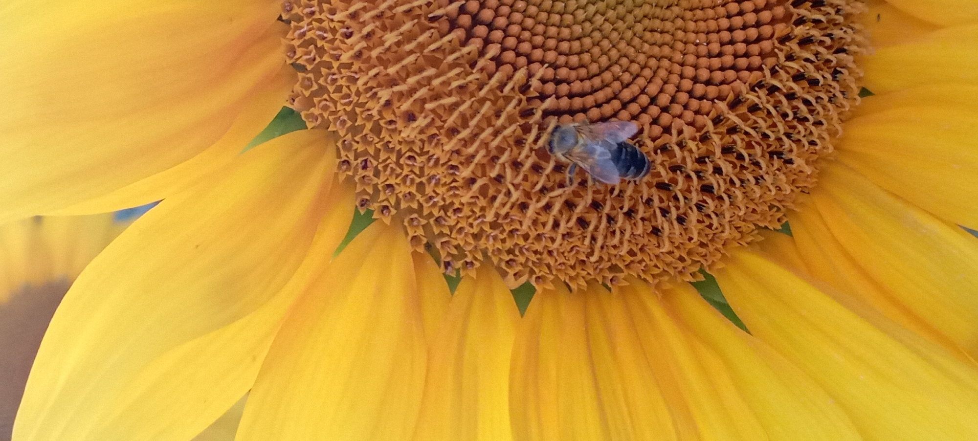 A close-up, vertical, full-shot image shows a bumblebee on the center of a sunflower. The sunflower petals are a bright yellow and fill the left half of the frame. The center of the sunflower, or disk, is a mosaic of small, brown florets, with a few darker tips. The bumblebee, with its striped black and yellow body, is positioned in the lower right quadrant of the image, facing left and downwards, appearing to forage amongst the florets. The background is out of focus and appears to be a light blue sky. The image location is Radisne, Ukraine.