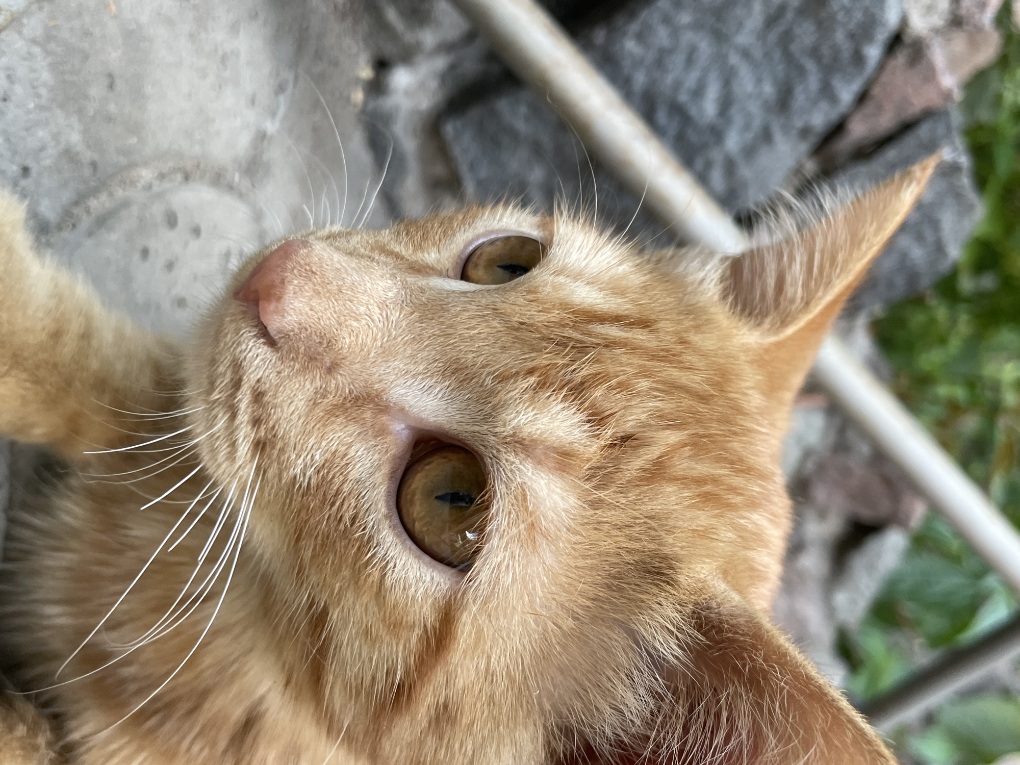 A close-up, eye-level shot focuses on the face of an orange tabby kitten outdoors. The kitten's head is turned to the left, with its amber eyes wide open and reflecting light. Its pink nose is visible, along with long white whiskers. The kitten's fur is short and ginger-colored, with subtle tabby markings. In the background, out of focus, are gray stones, some green foliage, and a light-colored horizontal pipe or railing. The ground appears to be paved with interlocking gray stones. The overall impression is of a curious and alert young cat in a natural, outdoor setting. There is no indication of Almaty, Kazakhstan in the image.