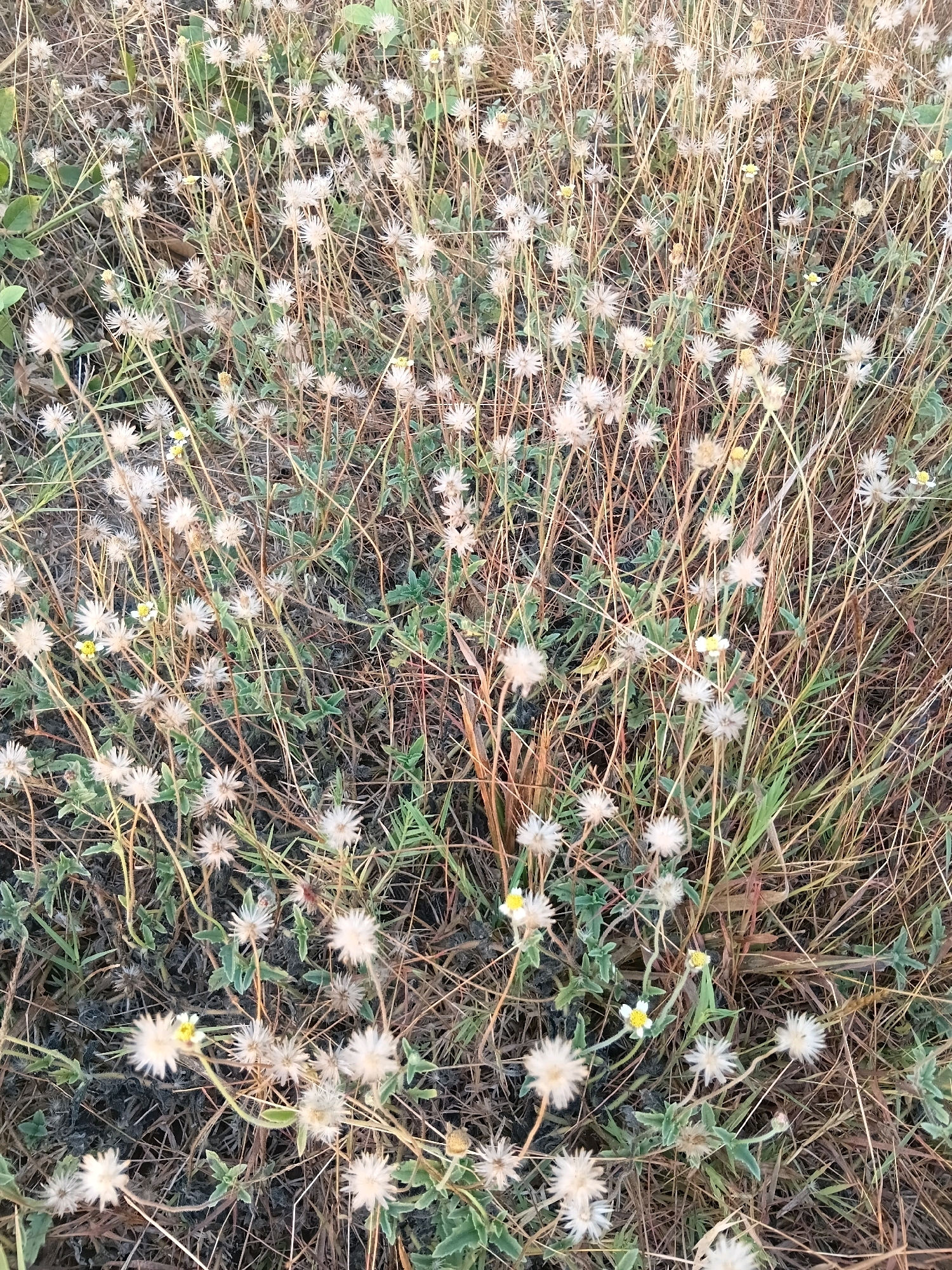 The image displays a dense ground cover of dry, light brown grass and small, white, daisy-like flowers with yellow centers. The flowers are clustered together, with some appearing to be in bloom and others dried. The stems are thin and numerous, creating a textured, natural scene. The overall impression is one of a dry, overgrown field or roadside in Cikal, Indonesia.