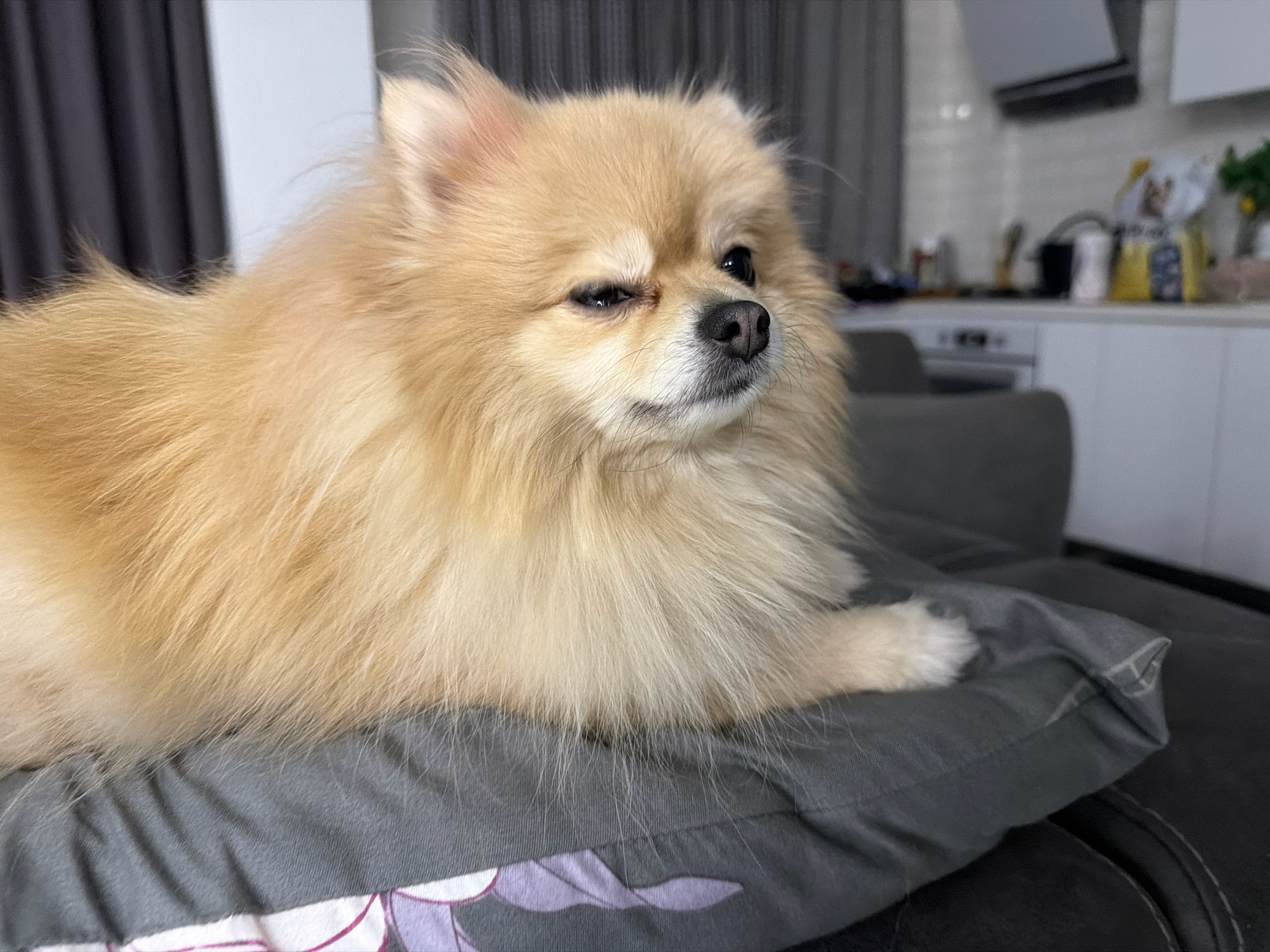 A tan Pomeranian dog is lying on a dark gray pillow on a couch. The dog is looking to the right with its eyes partially closed. The pillow has a pattern of purple flowers. In the background, there is a kitchen with white cabinets and appliances. The lighting is dim, and the overall scene is domestic. There is no indication of the city of Tbilisi, Georgia.