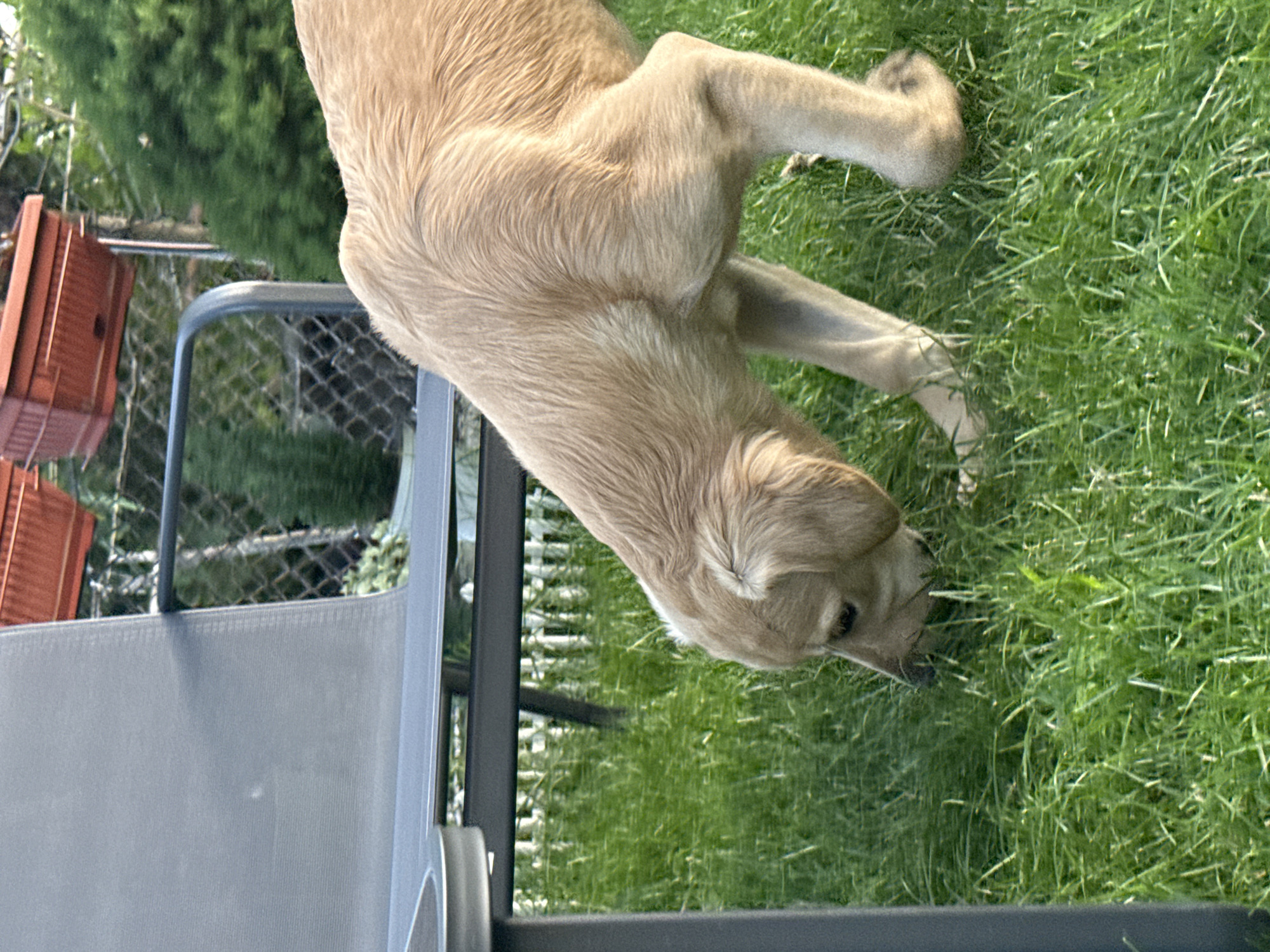 The image shows a light brown dog, possibly a Labrador Retriever puppy, sniffing the grass in a backyard. The dog is in the foreground, with its head lowered towards the ground. Behind the dog, a portion of a grey chair is visible, along with a metal fence and some green bushes. A red planter box is hanging on the fence in the background. The scene appears to be outdoors, likely in a residential area. The specific location in Buhovo, Bulgaria, is not evident from the visual information provided in the image.
