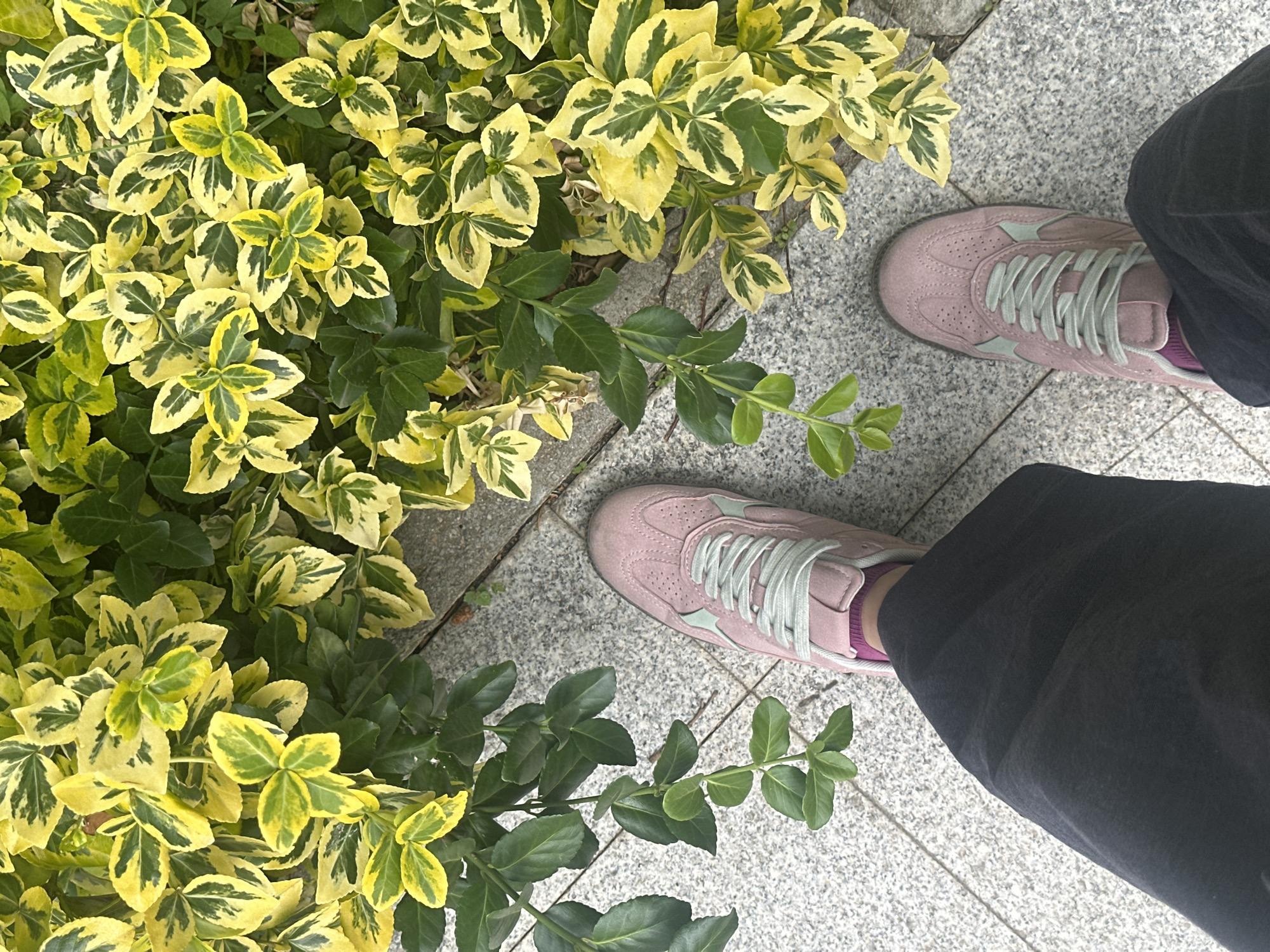 A high-angle shot captures a person's legs and feet, clad in black trousers and pink sneakers with light green laces, standing on a speckled grey paved surface. The ground is bordered by a dense shrub with variegated yellow and green leaves. The scene is outdoors, likely in a city park or street in Sofia, Bulgaria, given the typical urban landscaping.