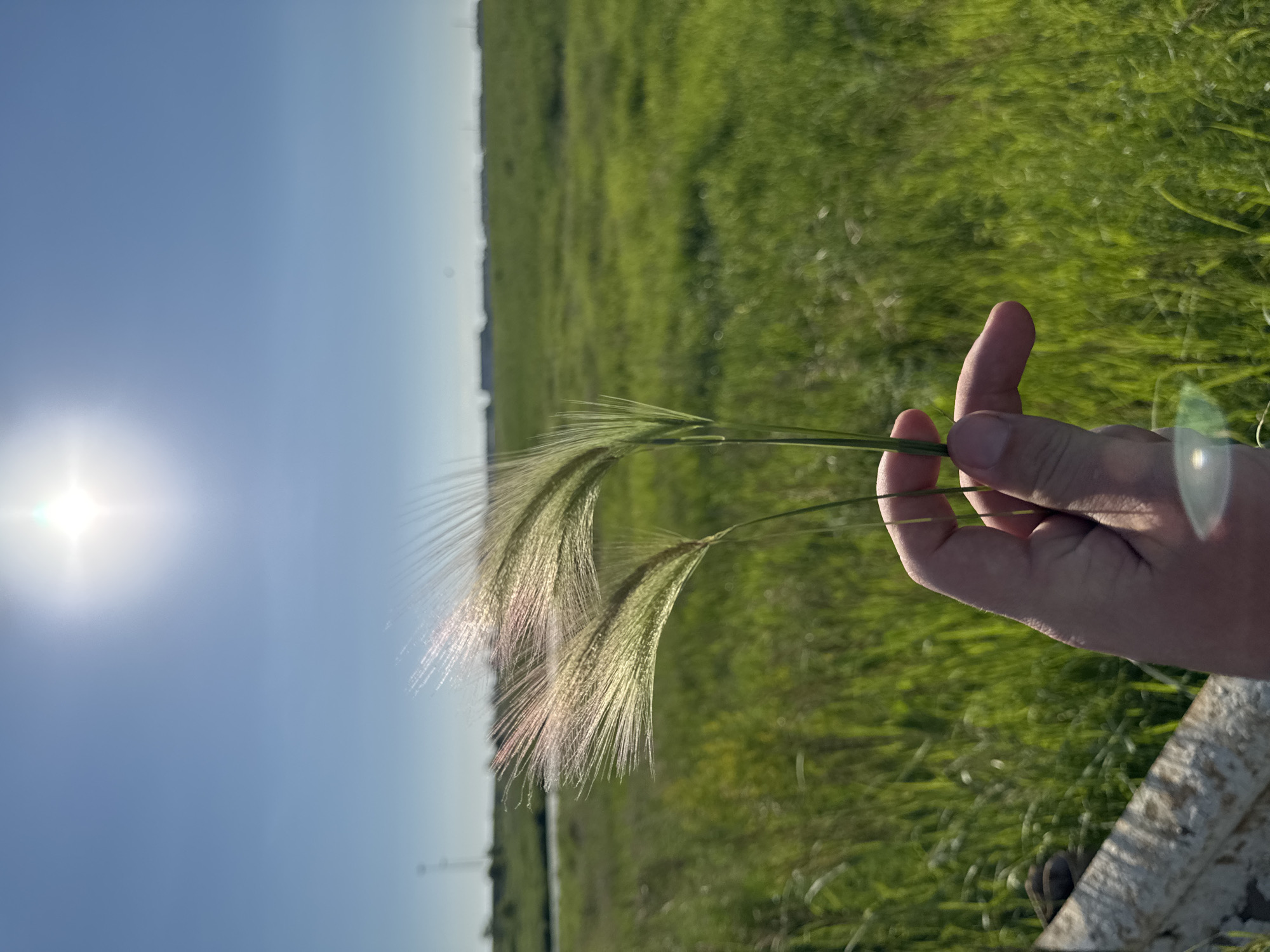 An outdoor, close-up, eye-level, vertical shot depicts a person's hand holding two stalks of green grass. The grass heads are feathery and catch the sunlight, giving them a pinkish hue. In the background, a sunlit, green field stretches to the horizon under a clear blue sky. The location is not specified as Kopeysk, Russia.