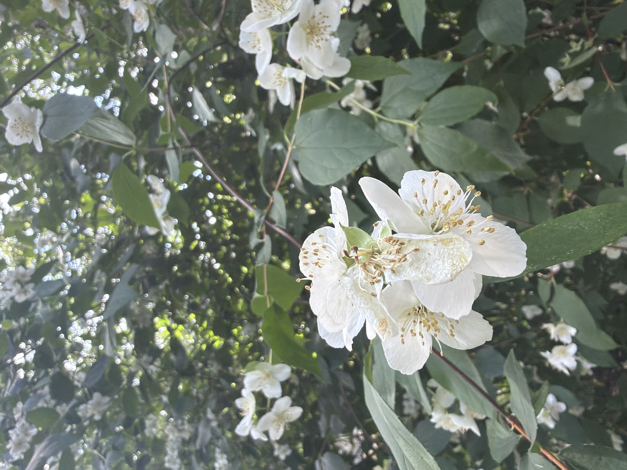 The image is a close-up shot of white jasmine flowers blooming on a tree. The flowers are the primary subject, with their delicate white petals and prominent yellow stamens. They are clustered together on thin branches, surrounded by lush green leaves. The background is a blur of more foliage and dappled sunlight, suggesting the photo was taken outdoors during the daytime. There are hints of other smaller white flowers scattered throughout the scene, indicating a profusion of blooms. The overall impression is one of natural beauty and the freshness of springtime or early summer. The lighting suggests it could be late morning or early afternoon, with the sun filtering through the leaves. There is no text visible in the image.