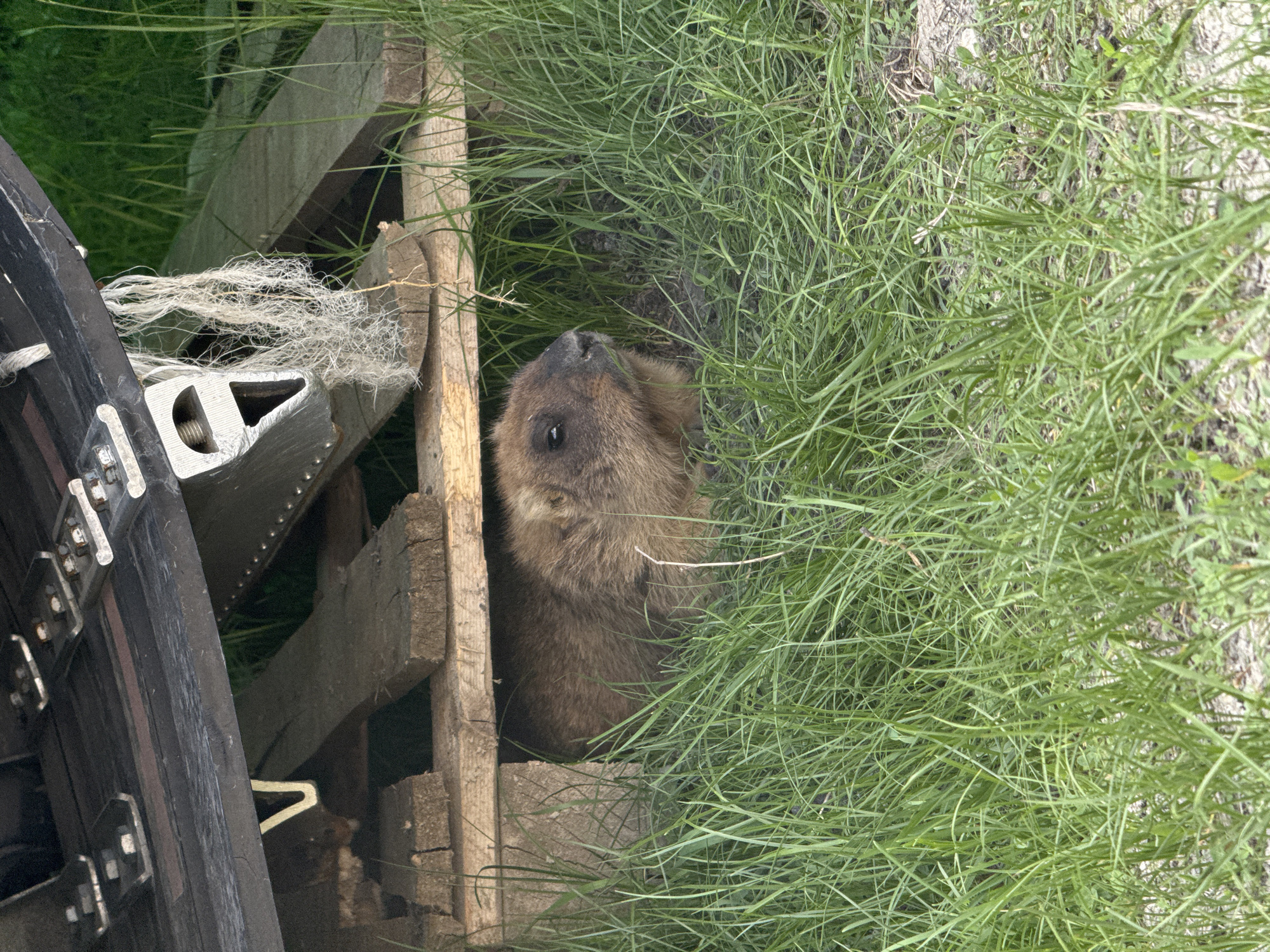 A beaver is nestled in a wooden structure and grass in Khvalynsk, Russia. The beaver is light brown with black eyes and nose, looking upwards. The wooden structure is made of rough planks. Green grass surrounds the beaver. A dark wheel and other metal structures are partially visible on the left side of the image.