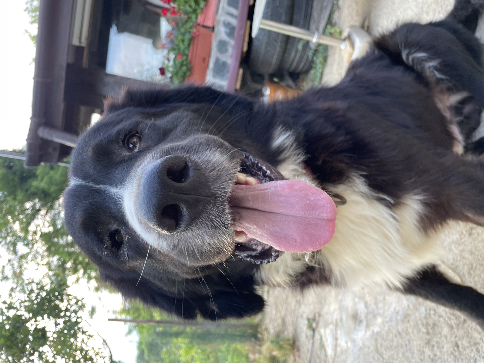 A close-up, eye-level, outdoor, low-angle medium shot captures a black and white dog with its tongue hanging out, panting. The dog's fur is predominantly black with a white chest and muzzle. Its left eye appears partially closed or obscured, possibly due to an injury or a natural feature. The background is blurred but suggests an outdoor setting with greenery, trees, and what appears to be part of a building with a dark roof and windows. Some tires are stacked in the mid-ground. The image was taken in Zlatograd, Bulgaria, in a non-urban area, possibly a backyard or rural property. The overall lighting indicates it is daytime, with sunlight filtering through the trees. The dog is the sole subject.
