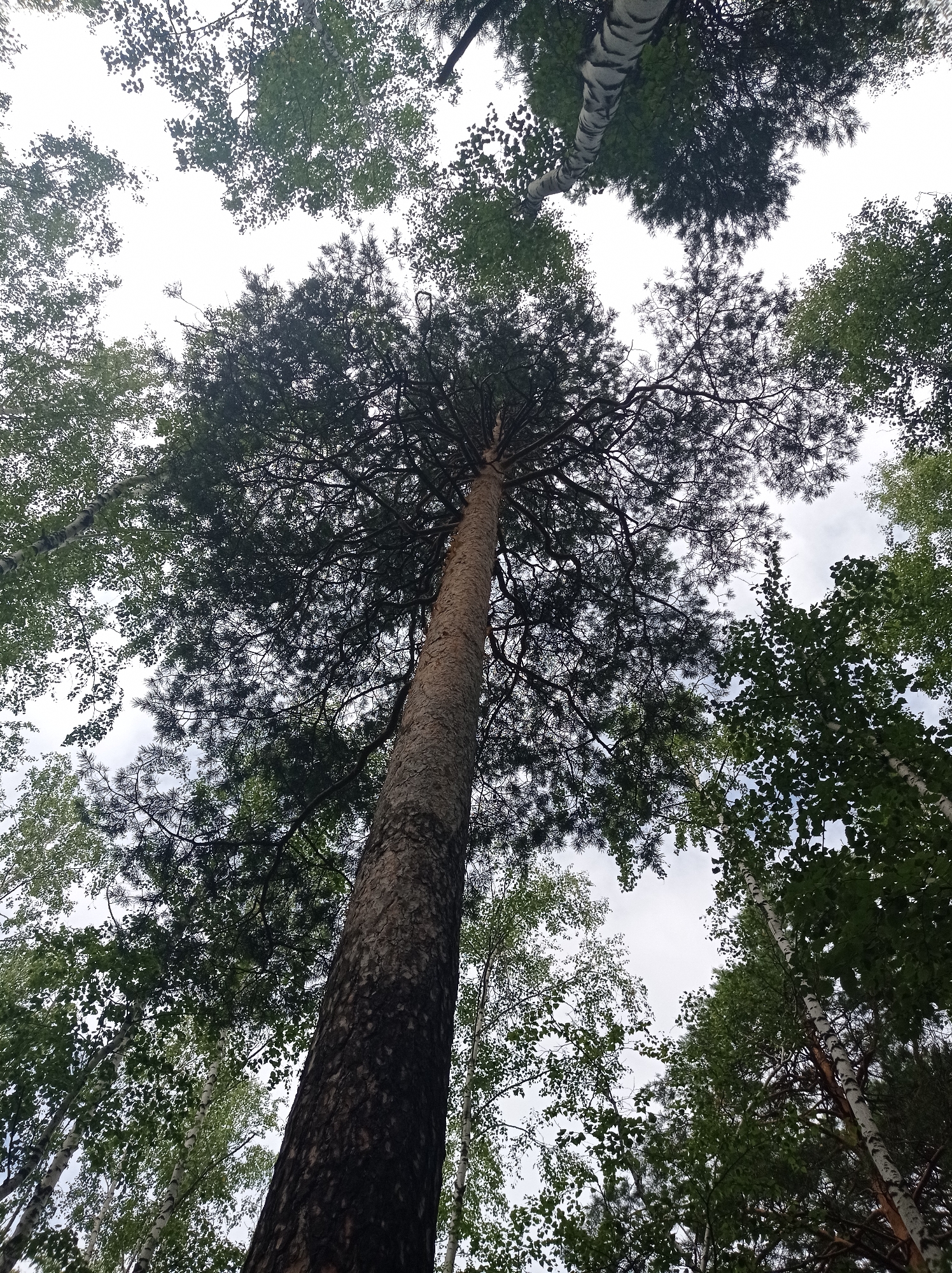 This is a low-angle, full-frame, eye-level shot of the canopy of a forest, looking upwards towards the sky. The primary focus is a large, old pine tree dominating the center of the frame, its rough, textured bark visible on its trunk. Surrounding the pine are other trees, including birches with their distinctive white and black striped bark, and other deciduous trees with lighter green foliage. The sky is overcast with a pale, diffused light, suggesting it might be a cloudy day. The image captures the dense layering of the forest's upper branches and leaves, creating a natural, outdoor scene. The location is identified as the city of Degtyarsk, Russia. There are no people or animals visible in the image.