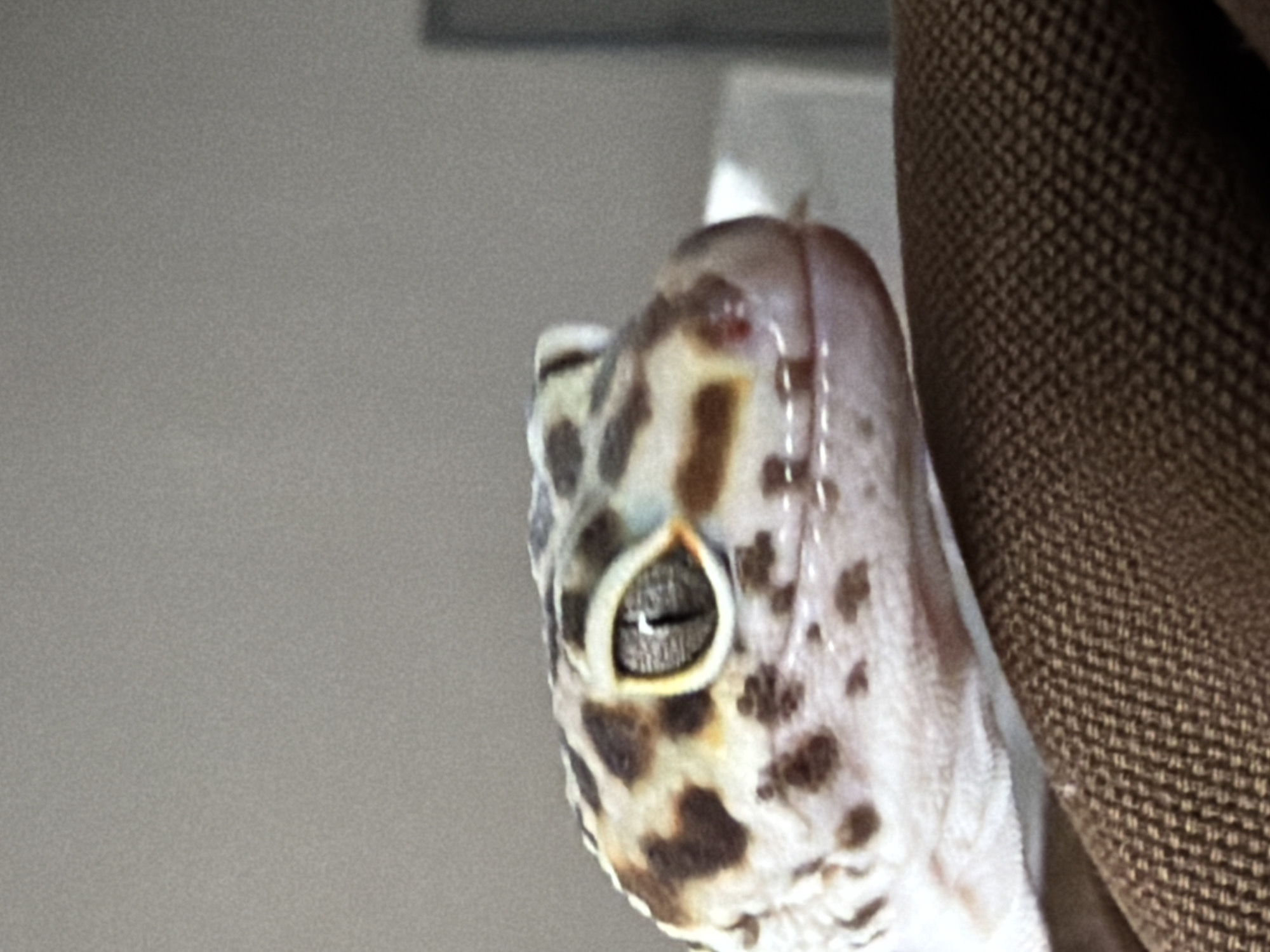 A close-up, eye-level shot captures the head of a leopard gecko, which is positioned on the right side of the frame, facing left. The gecko's skin features a distinctive pattern of dark brown spots against a pale cream or yellowish background. Its large, prominent eye, with a vertical pupil and a pale ring around it, is the focal point. Subtle skin texture and faint suture-like lines are visible on the top of its head, along with a small reddish mark near the crown.
To the right, a textured, woven brown surface, likely fabric or part of an enclosure, is visible and out of focus. The remainder of the background, spanning the left and upper portions of the image, is a blurred, plain light gray. The lighting is soft and even, highlighting the gecko's features without harsh shadows. The gecko appears still, observing its surroundings. No specific activity is taking place, nor is any text visible.