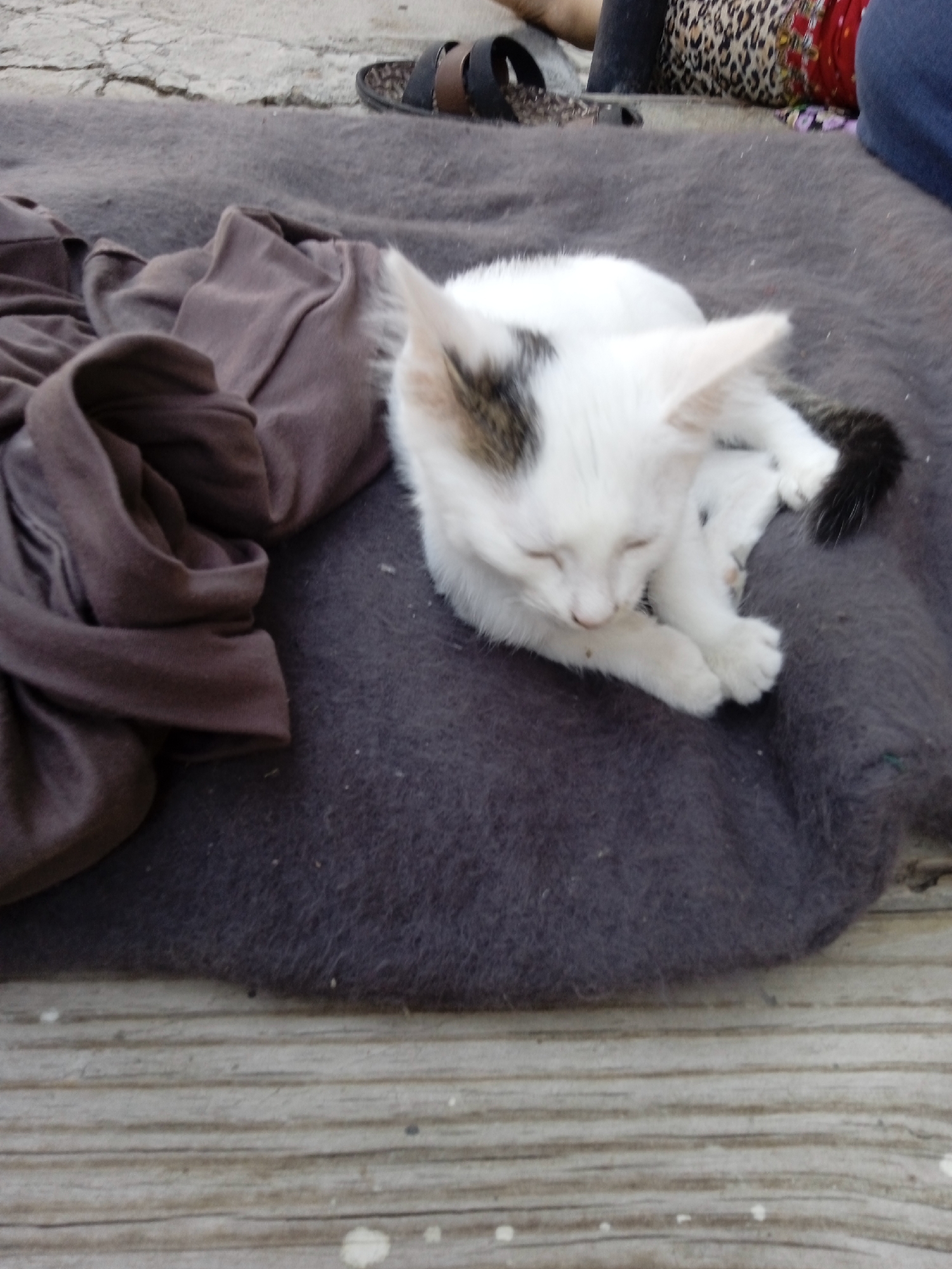 A white kitten with black markings on its head and tail sleeps curled up on a dark gray blanket. The blanket is draped over a wooden surface, with a folded brown garment to the left of the kitten. In the background, there appears to be a person's legs, one clad in blue fabric and the other in a patterned fabric, and a sandal. The ground is a cracked, light-colored surface. The overall scene suggests an outdoor setting, potentially in Kogon City, Uzbekistan, given the specific location requirement, though no explicit visual cues confirm this.
