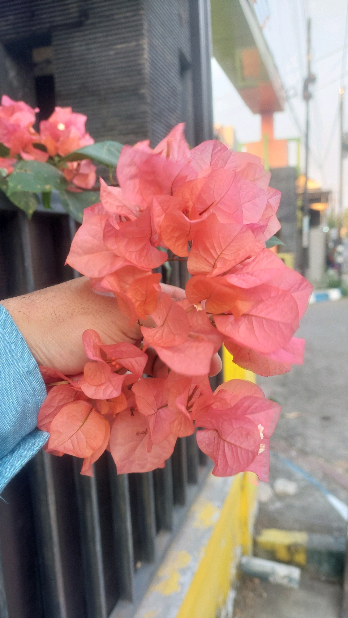 In Kertosari, Indonesia, a hand, lightly covered in fine hairs and wearing a blue shirt, gently holds a cluster of vibrant pink bougainvillea flowers. The flowers are in sharp focus, with delicate petals displaying visible veins. In the background, a dark metal fence with vertical slats runs along the bottom of the frame. Beyond the fence, a paved area with yellow and white markings suggests a street or sidewalk. The upper portion of the image reveals a blurred urban landscape, including a building with orange and green accents and overhead wires, indicating an outdoor setting within a populated area.