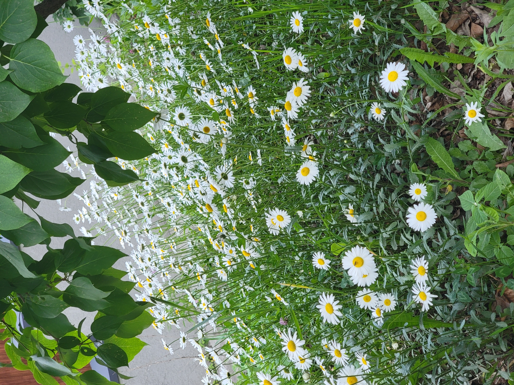 The image depicts a dense field of daisies with white petals and yellow centers, interspersed with green foliage. Some of the daisy stems are bent, suggesting a windy environment. In the upper left corner, dark green leaves from a tree branch overhang the flower field. The background shows a textured, light-colored wall, possibly a building facade, and the ground is covered with dry leaves and green vegetation. There are no people or animals visible in the image. The scene appears to be an outdoor natural setting, potentially a garden or a park area. Without additional information or context, it is impossible to definitively place this scene within Vladivostok, Russia.