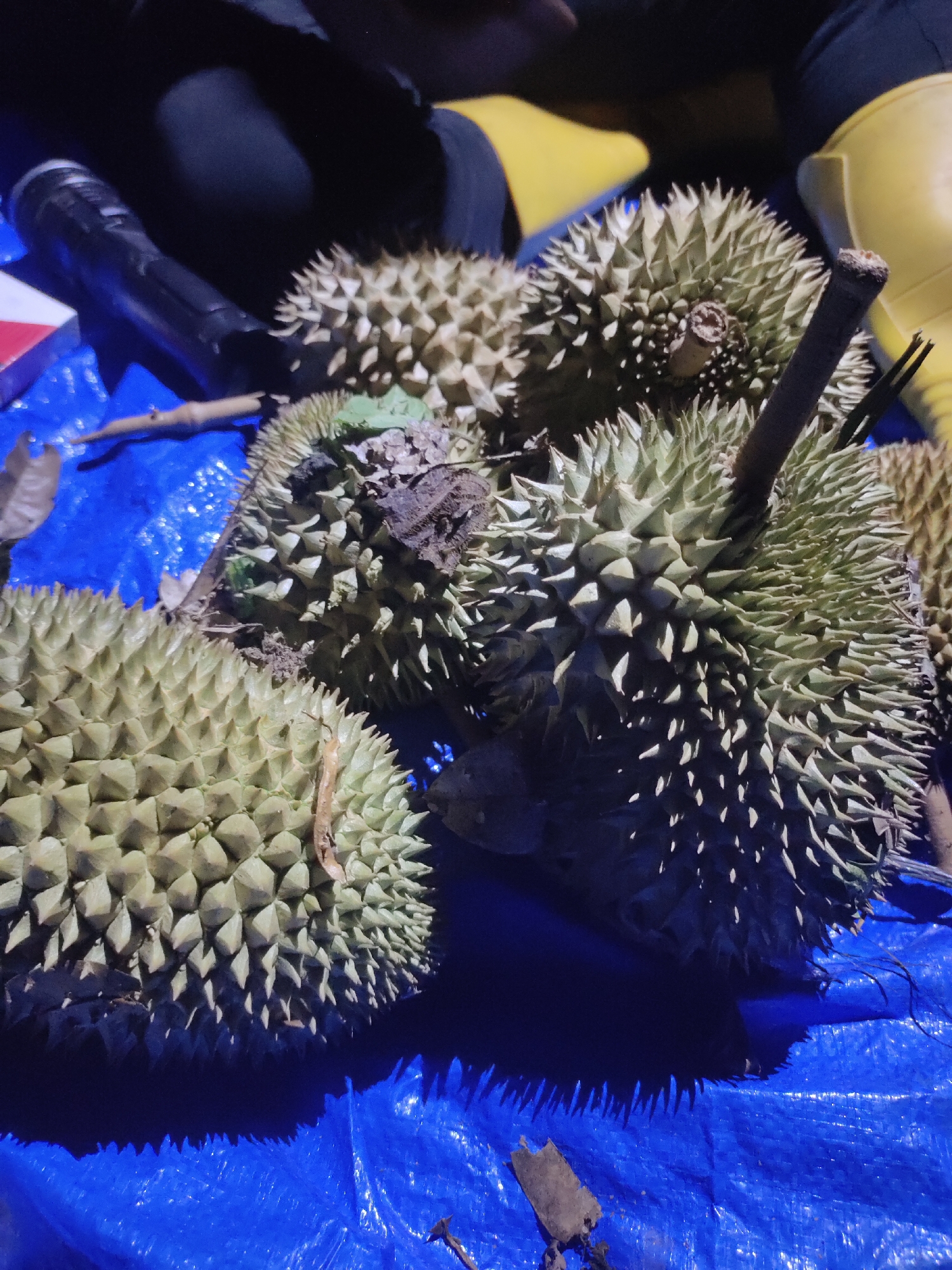 In Nga, Indonesia, a close-up, low-angle shot captures a cluster of durians resting on a bright blue tarp. The durians are large and covered in sharp, green spikes. Their stems are visible, some appearing to have been freshly cut. The background is dark, with hints of yellow rubber boots and black fabric, suggesting a nighttime setting. A black cylindrical object, possibly a flashlight, and a small red and white rectangular object, possibly a pack of cigarettes, are partially visible on the left side of the frame. The lighting is dim, casting distinct shadows from the durians onto the tarp.