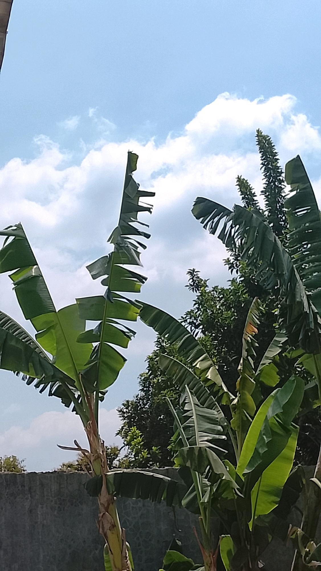 This image depicts a cluster of banana trees with lush green leaves reaching towards a bright blue sky dotted with fluffy white clouds. The banana trees are positioned in the foreground, with their large fronds dominating the frame. Behind the banana trees, a dense canopy of other green trees can be seen. The background includes a grey stone wall and a clear sky. The scene appears to be outdoors, likely in a tropical or subtropical climate. The image does not contain any people or actions. The photograph's perspective suggests it was taken from a low angle, looking upwards at the trees and sky. The overall impression is one of natural abundance and clear weather. The scene is consistent with the environment found in Slawi, Indonesia, a region known for its tropical flora and lush vegetation.