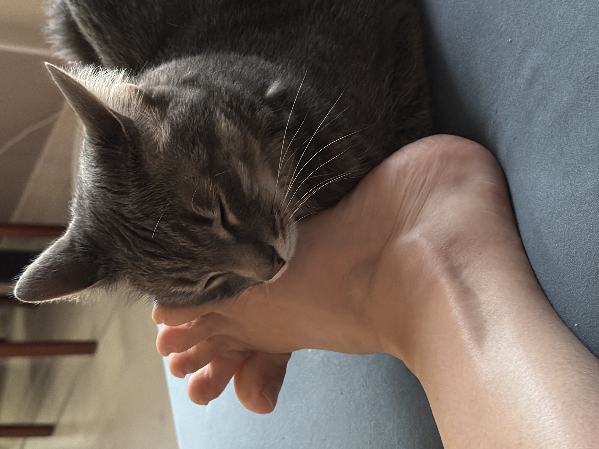 A gray tabby cat is resting its head and body on a human foot. The cat's eyes are closed, and its whiskers are visible. The foot is light-skinned, with toes slightly curled. The scene takes place indoors, likely on a piece of furniture covered with a blue-gray fabric. The location is unknown and not discernible from the image. There is no evidence to suggest the scene is in the city of Chaikovsky, Russia.