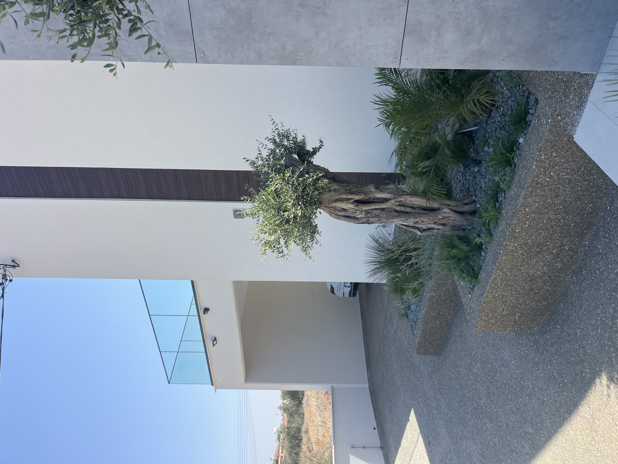 This is a vertical, medium shot of a modern house in Moni Community, Cyprus. The house is primarily white with a dark vertical wooden accent and a large gray panel on the right. In the foreground, a grey, speckled concrete driveway leads to a covered carport where a white car is parked. Adjacent to the driveway, there are raised planters filled with dark grey gravel, various green plants, and a distinctive, gnarled olive tree. Behind the planters, a large, textured grey panel forms part of the house's exterior. In the upper left of the image, a blue sky is visible above a white balcony with a glass railing. The overall scene depicts a well-maintained, contemporary residential property under a clear sky.