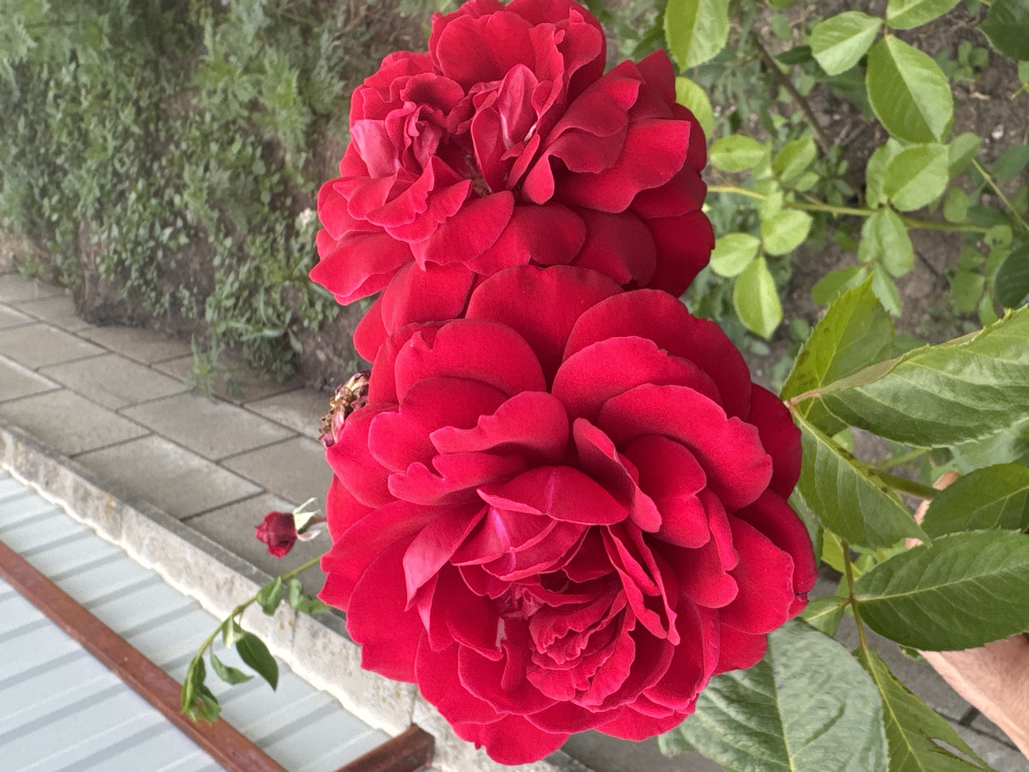A vertical, close-up, eye-level shot depicts two large, vibrant red roses in bloom, positioned in the foreground. The rose on the left is more fully open, showcasing its numerous layered petals. The rose on the right, slightly behind and to the right of the first, is also in full bloom. Both roses have some browning on their upper petals. A smaller, unopened red rosebud with green sepals is visible in the upper-left quadrant, along with a green stem and leaves. The background consists of a gray, textured brick wall that runs horizontally across the upper portion of the image. To the right of the wall, green foliage and soil are visible. In the lower-left corner, a hand with visible skin texture and fingernails is partially in frame, supporting the rose stem. The scene is set outdoors, likely in a garden or yard, with evidence of a fence structure to the left of the brick wall. The lighting suggests an overcast day, with soft illumination on the roses. The overall impression is one of natural beauty and growth, with elements of human presence and constructed environments.
