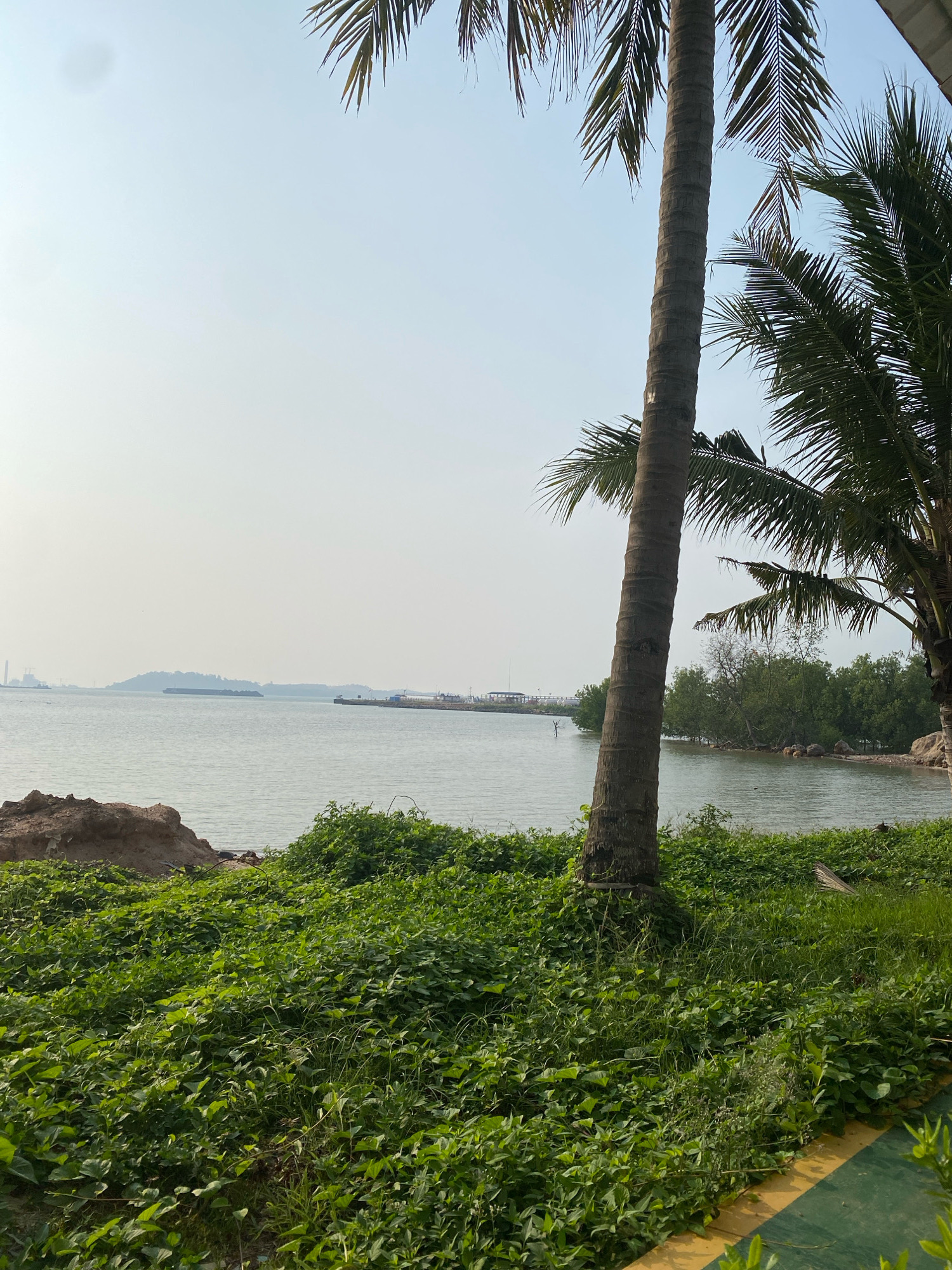 The image depicts a coastal scene in Batam, Indonesia, likely in the vicinity of the port or industrial areas given the presence of distant industrial structures and barges. In the foreground, a thick carpet of lush green vegetation covers the ground, sloping down towards the water. A large palm tree trunk stands prominently in the mid-ground, with its fronds partially visible at the top and to the right. To the left, a small mound of reddish-brown earth or sand is visible.
The body of water, appearing calm and somewhat murky, stretches across the frame, with a hazy horizon. In the distance, a large barge or cargo ship is navigating the waters. Further beyond that, a low-lying island with vegetation is discernible. On the far right of the water, a pier or jetty extends into the sea, with some structures visible on it. The sky is overcast and pale, contributing to the hazy atmosphere. The overall impression is one of a tropical coastal environment, possibly on the outskirts of an industrial or port zone. There are no people visible in the image.