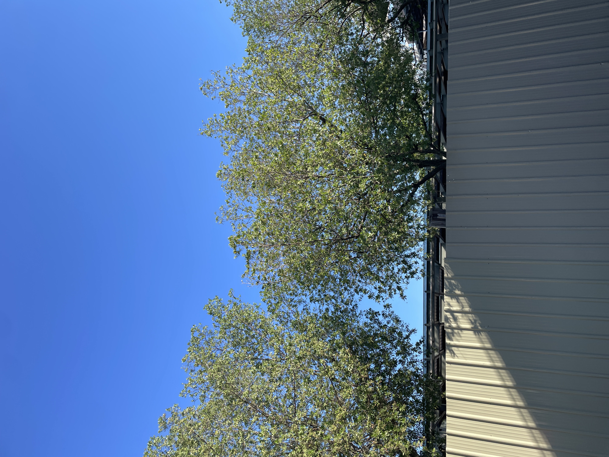 The image captures a clear blue sky above a line of trees, their green leaves vibrant against the sky. A corrugated metal fence runs across the foreground, casting a shadow from the trees onto its surface. The scene appears to be outdoors, likely in a relatively open area, given the expanse of sky and the presence of trees. The fence suggests a boundary or barrier, possibly delineating a property. The overall impression is one of a sunny day in an urban or suburban environment, possibly a park or a residential area with some industrial elements visible behind the trees. The city of Davao City, Philippines, is known for its tropical climate, which would be consistent with the lush greenery and sunny conditions depicted in the image.