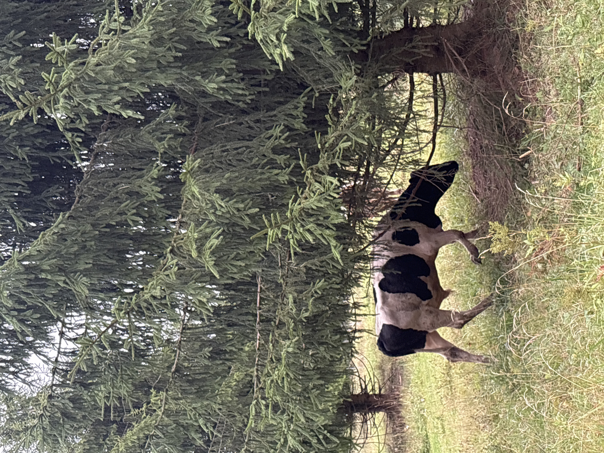 A black and white cow is walking under the low-hanging branches of a large coniferous tree in a grassy field. The cow is facing to the right and is partially obscured by the tree's foliage. The field is covered in tall, dry grass and some scattered green vegetation. The ground beneath the tree appears to be covered in leaf litter and pine needles. The background is dominated by the dark green needles of the coniferous trees and some lighter sky peeking through. The scene appears to be in a rural or natural setting, consistent with a location in or around Lyady, Russia.