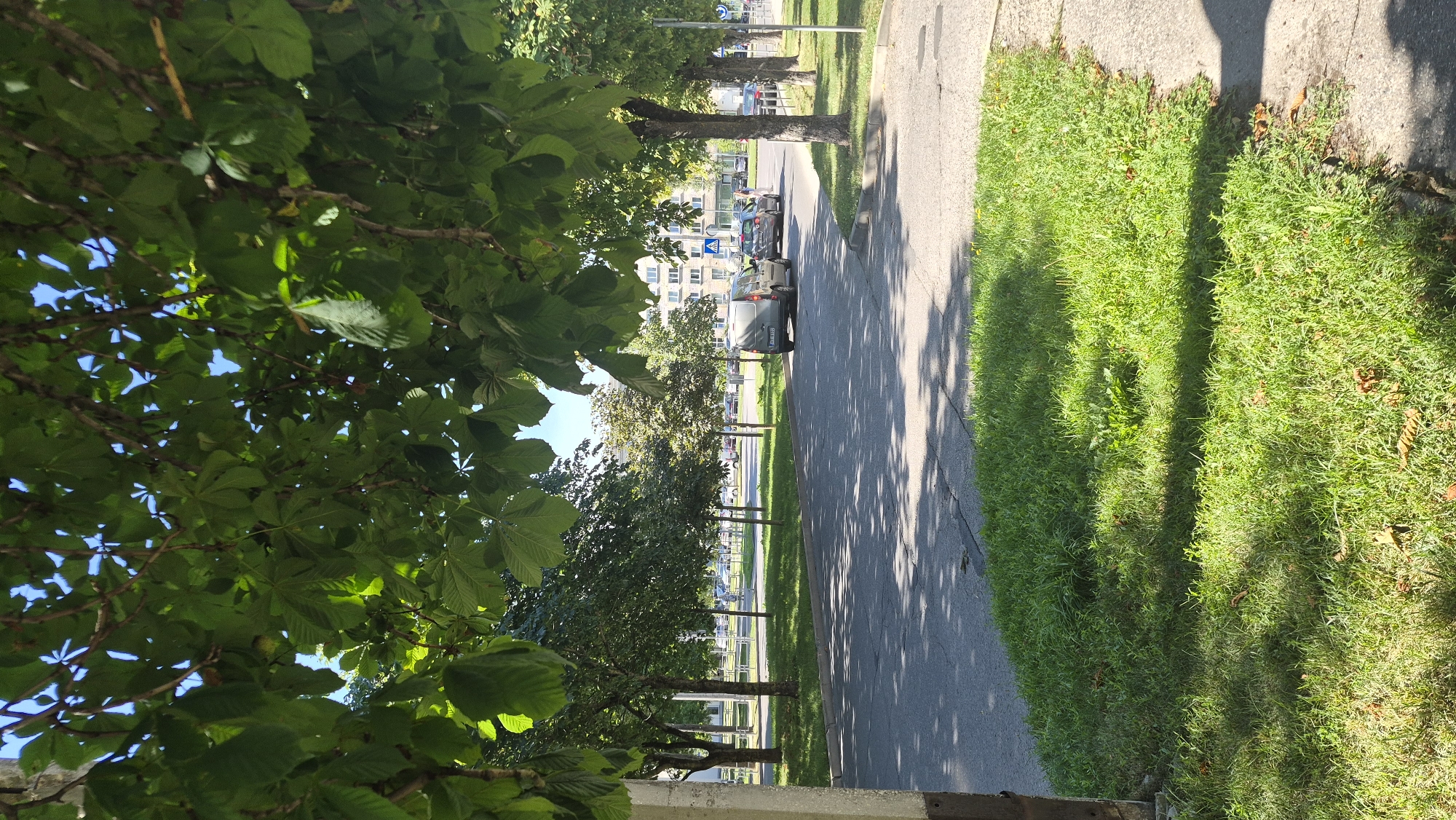 The image captures a street scene in Daugavpils, Latvia. In the foreground, a patch of green grass is visible, bordering a paved sidewalk and an asphalt road. Overhanging branches and leaves from a large tree cast dappled shadows across the grass and road. Several cars are parked and driving on the road, including a silver van and a dark-colored car. Beyond the road, a row of trees lines the street, with buildings visible in the background, one of which appears to be an apartment building. A pedestrian crossing sign is also visible in the distance. The sky is clear and blue.