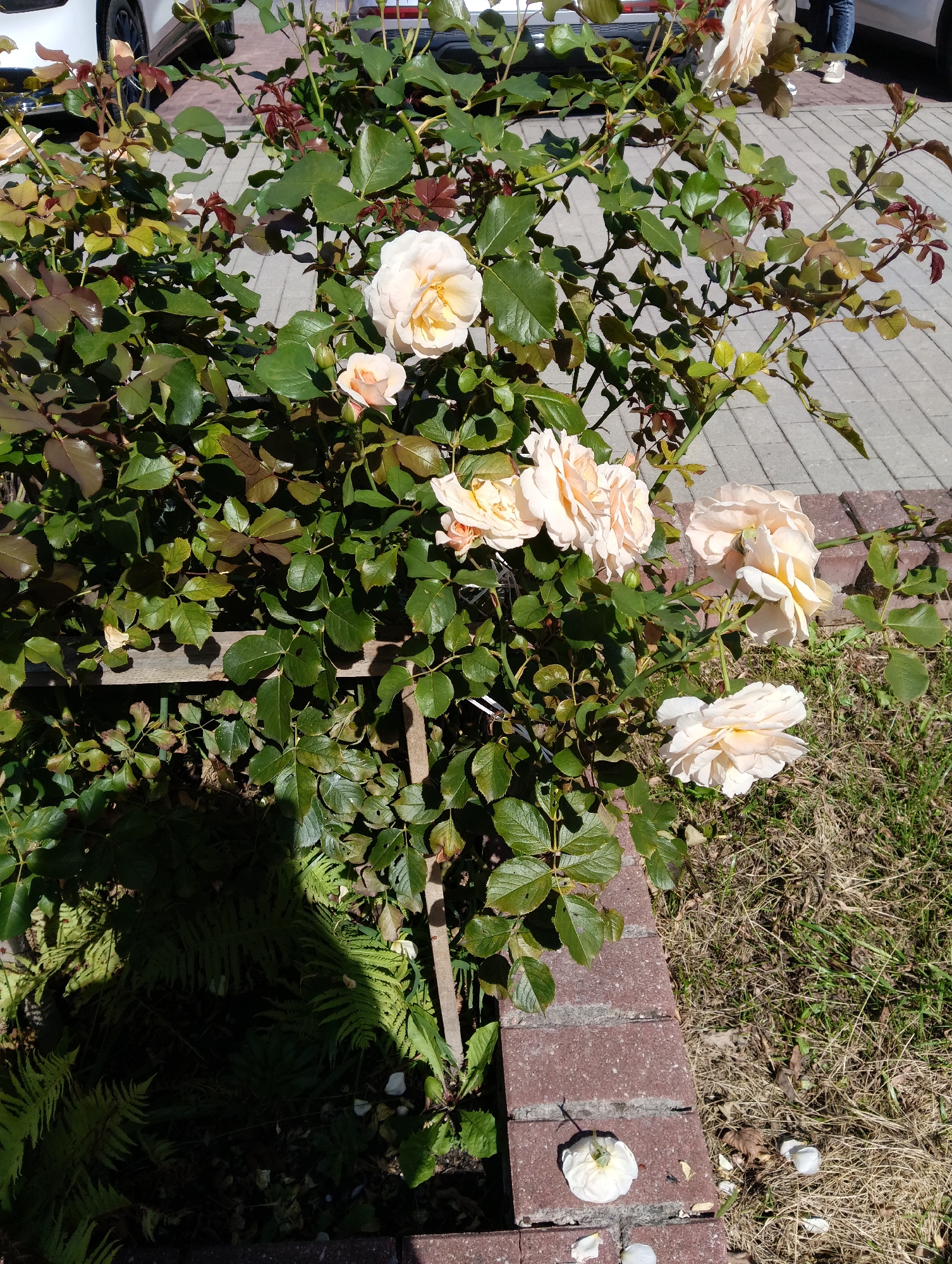 This is a close-up, eye-level, outdoor, medium shot of a rose bush in bloom. The roses are a pale peachy-pink color with creamy yellow centers. There are several open blooms and some closed buds. The leaves of the rose bush are a deep green, with some reddish-brown new growth. The bush is partially obscuring a wooden bench. In the background, there is a paved area with a light-colored stone pattern, and the wheel and part of the body of a white car are visible. To the right of the rose bush, there is a brick border and dry grass. A single white rose petal is visible on the brick border in the foreground. The overall impression is of a garden setting in a city, possibly Hrodna, Belarus, given the context. The lighting suggests it is daytime, likely sunny.