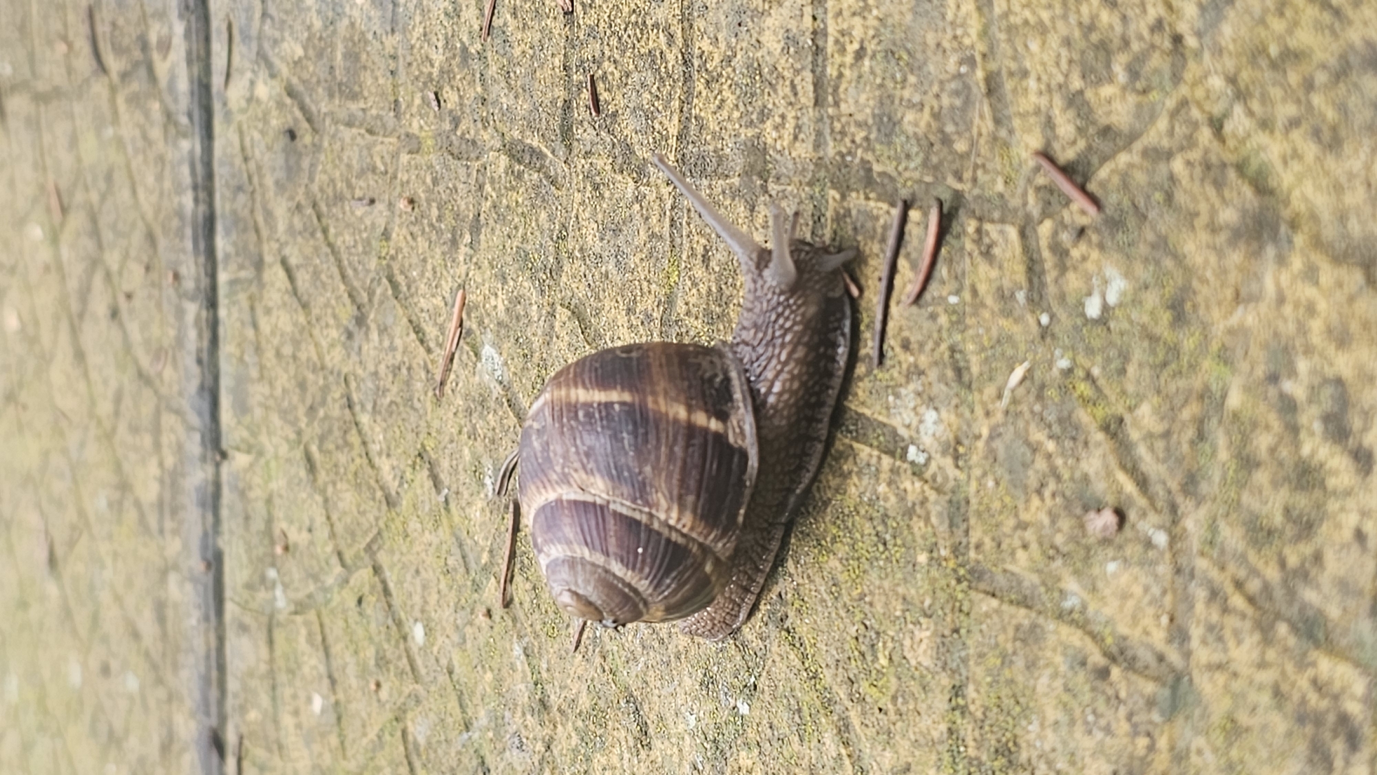 A snail rests on a textured, weathered surface, possibly wood or stone, marked with lines and minor detritus like pine needles. The snail has a brownish-striped shell and extended antennae. The background suggests an outdoor environment. The image doesn't show the location within Rogachevo, Bulgaria.