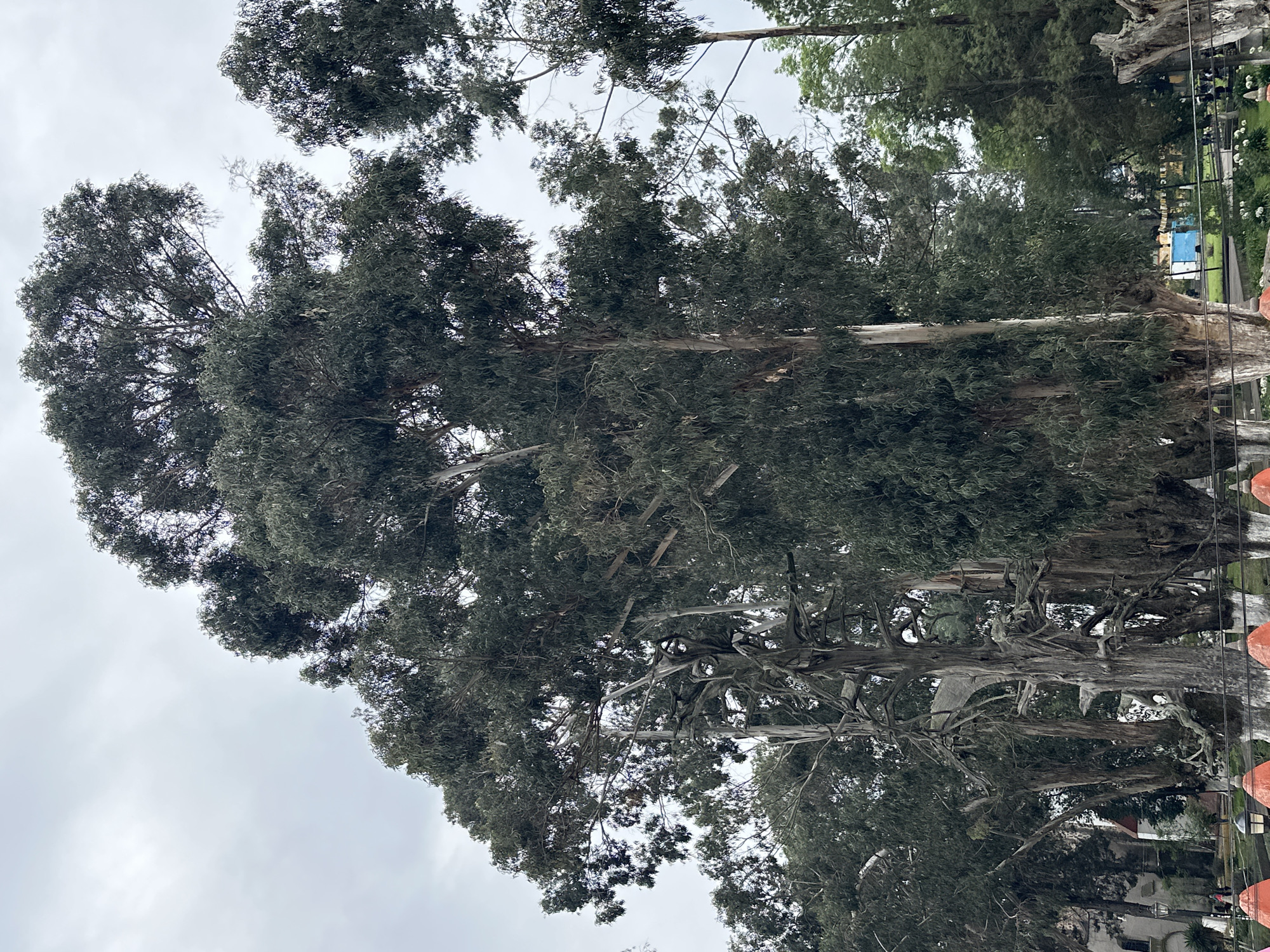 The image depicts tall eucalyptus trees with dense, dark green foliage against a cloudy sky. The trees are located in San Miguel Zinacantepec, Mexico. The scene is captured from a low angle, looking upwards into the canopy. In the background, there are glimpses of a park-like area, including other trees and possibly some structures. Some orange decorations are visible on the right edge of the frame.