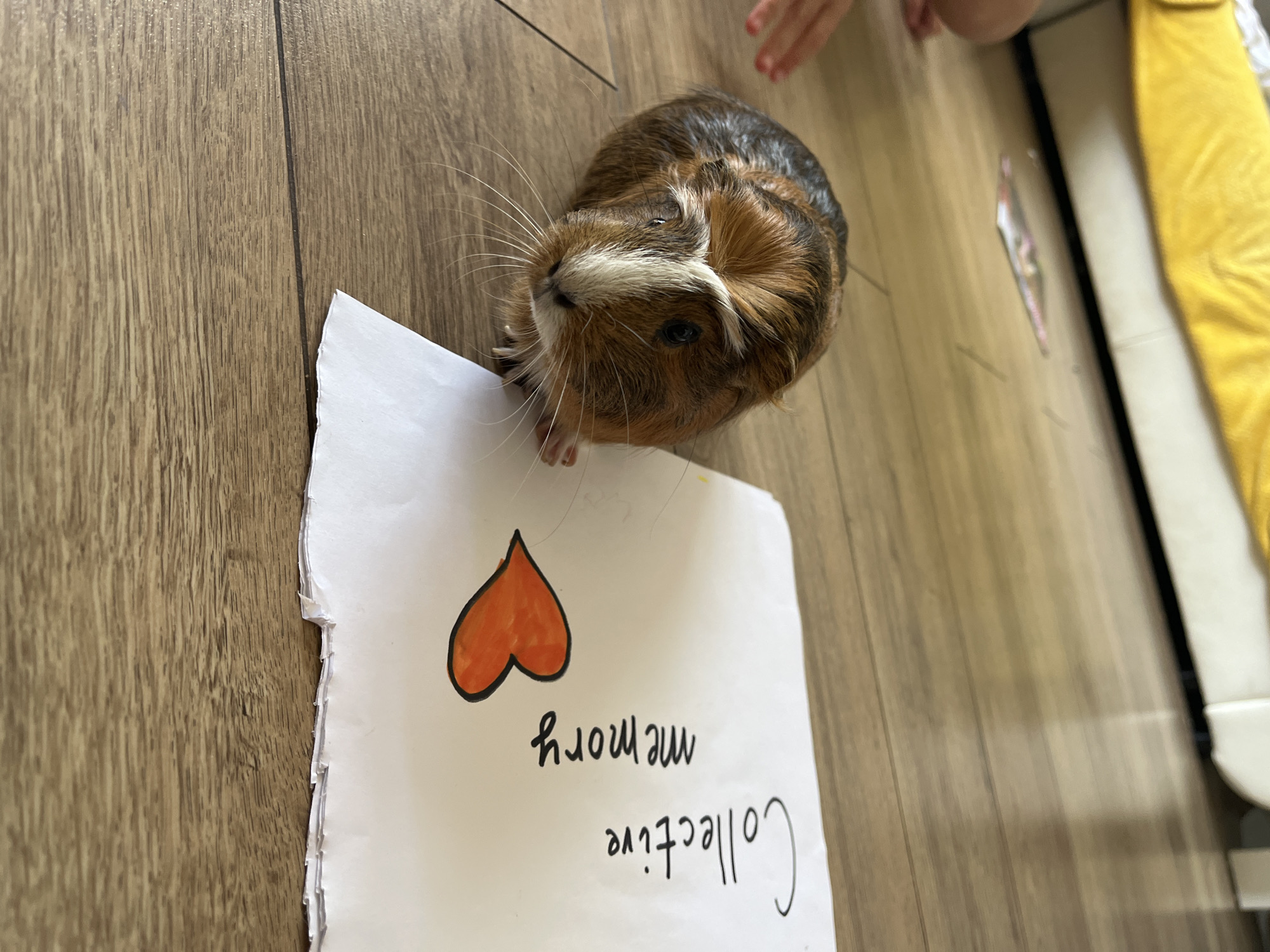 A guinea pig with brown, black, and white fur sits on a wooden floor next to a piece of paper. The paper has the words "Collective memory" written on it in black marker, and a drawing of an orange heart. A child's hand is visible in the upper left corner of the image, reaching towards the paper. In the background, a yellow blanket is draped over a piece of furniture.