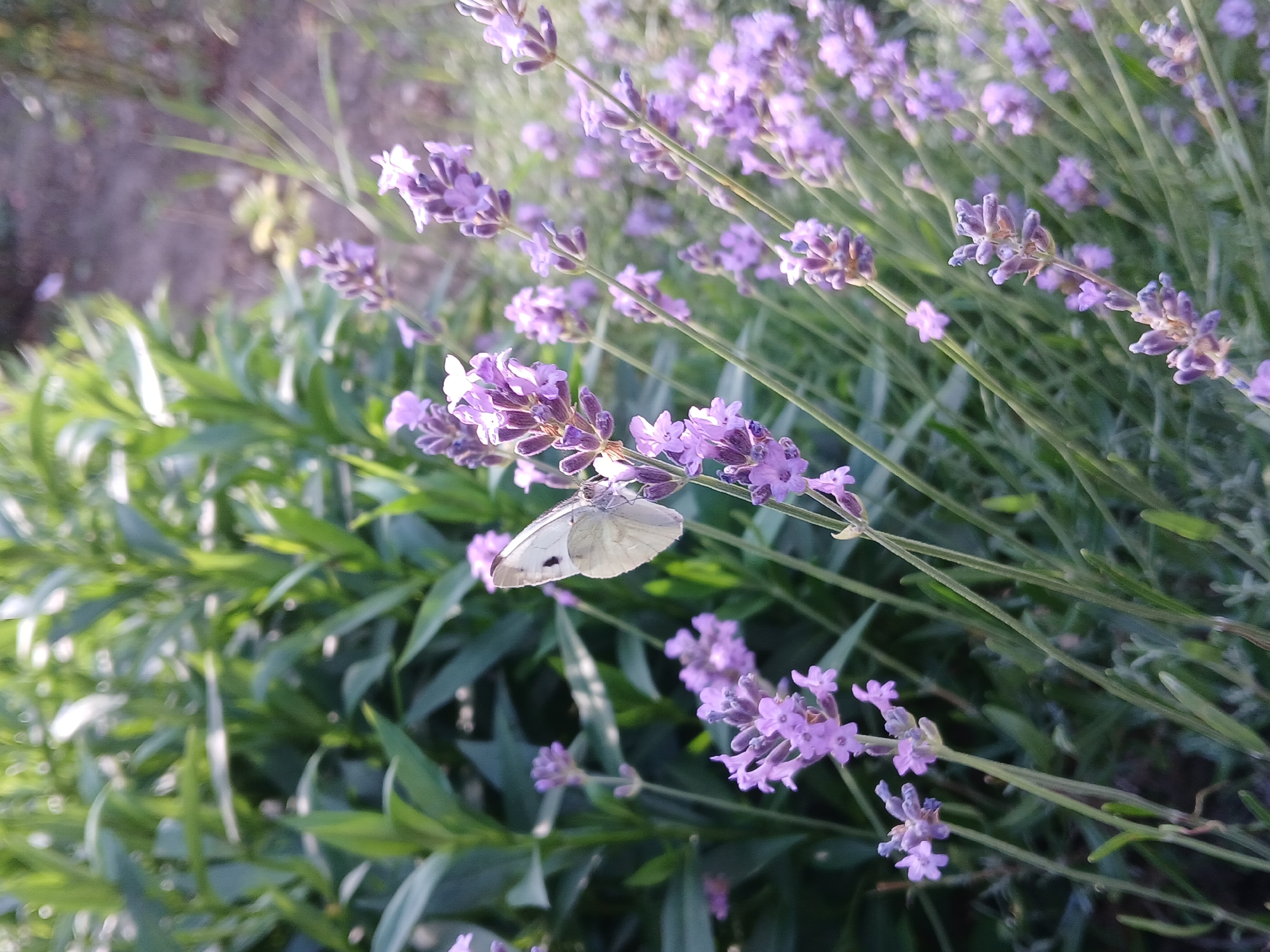 An overhead shot focuses on a white butterfly with black markings on its wings, perched on a stalk of lavender. The butterfly is in the foreground, to the left of center, with its wings spread. The lavender is a vibrant purple and is in bloom, with multiple stalks extending upwards. The background consists of blurred green foliage, suggesting a garden setting. The lighting is soft and natural, indicating it might be a sunny day. The image is a close-up, macro shot, highlighting the delicate details of the butterfly and the lavender. The location of this scene is likely a garden or park in the city of Korenovsk, Russia, given the context.