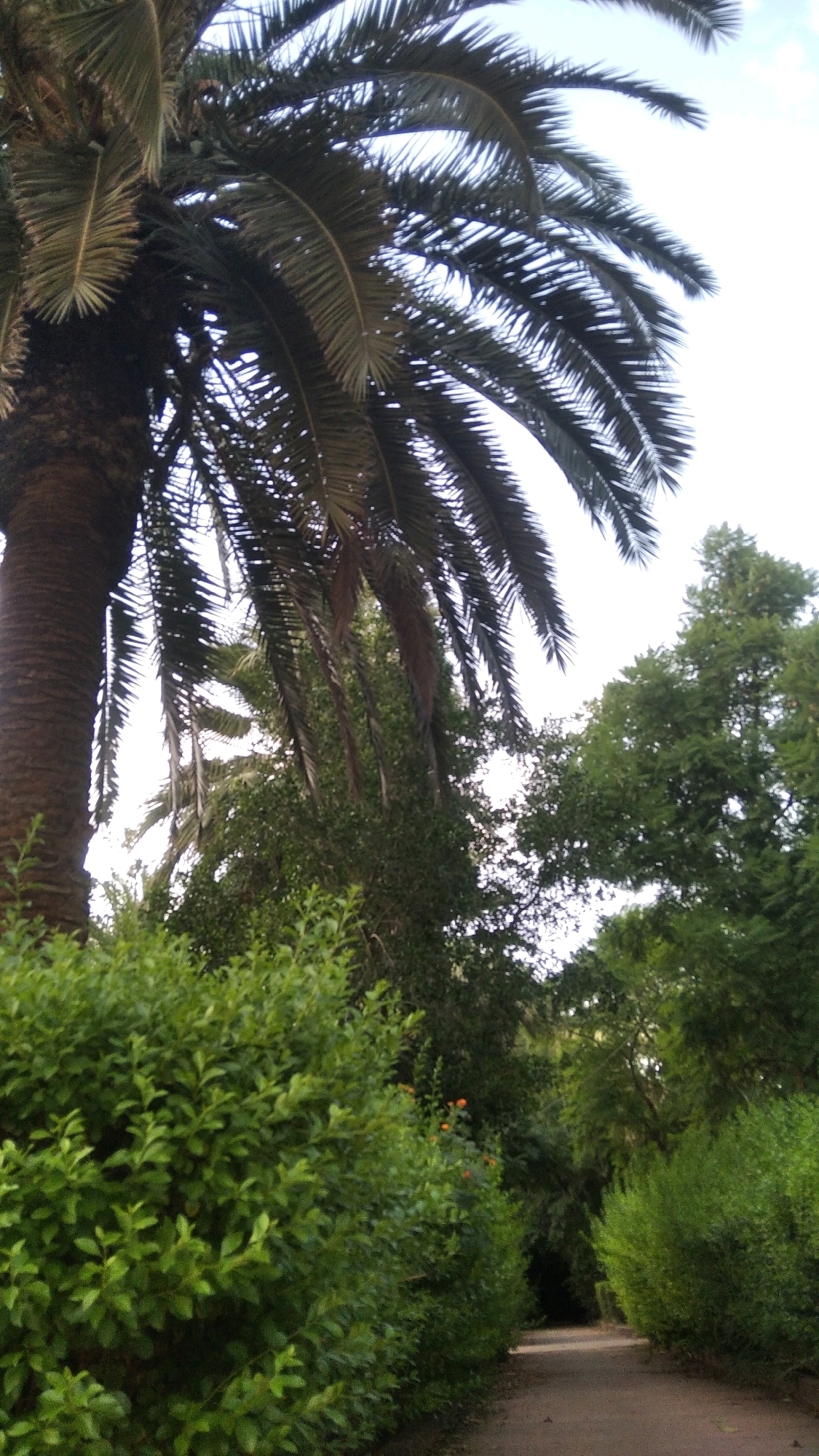 The image depicts a view of a path in a garden setting, likely in Marrakesh, Morocco, characterized by lush vegetation and a prominent palm tree. In the foreground, a densely packed green hedge runs along the left side of a dirt path. To the left and extending upwards, the trunk and fronds of a large palm tree are visible, its dark brown trunk textured and its green fronds forming a canopy that obscures a portion of the sky. Behind the hedge and to the right of the palm tree, a variety of other trees and foliage create a layered effect, with various shades of green. Some of these trees are tall and leafy, while others appear more shrub-like. A small cluster of orange flowers can be seen within the greenery on the left side of the path, adding a touch of color. The path itself is composed of light brown dirt and appears to lead into a darker, more shaded area further into the garden. The sky is visible in the upper portion of the image and is predominantly white with some faint cloud patterns. The overall impression is one of a shaded, verdant, and tranquil garden pathway.