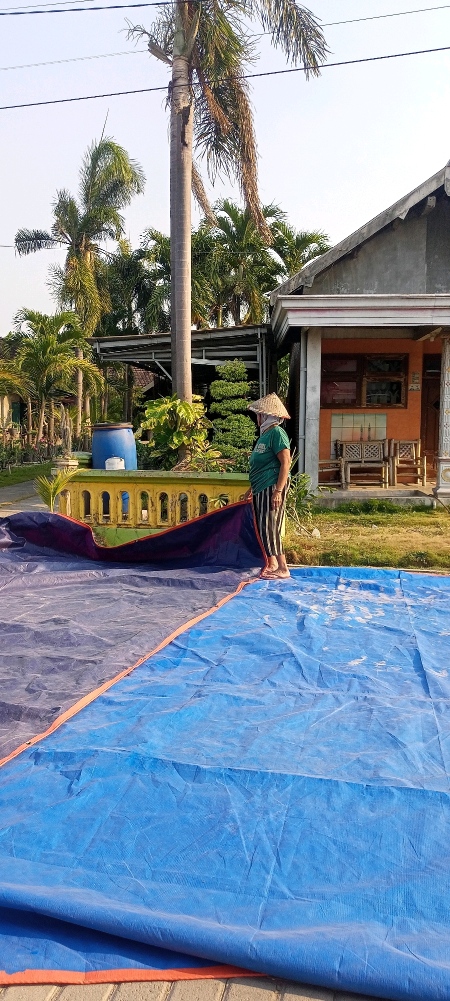 In Gempolklutuk, Indonesia, a woman wearing a conical hat and a green t-shirt with vertical striped pants is standing on a large blue tarp. She is holding a dark blue tarp with an orange trim. The scene is outdoors, with palm trees and a building in the background. A large blue water barrel is visible behind a yellow decorative fence. The ground is covered in grass. The lighting suggests it is either early morning or late afternoon.