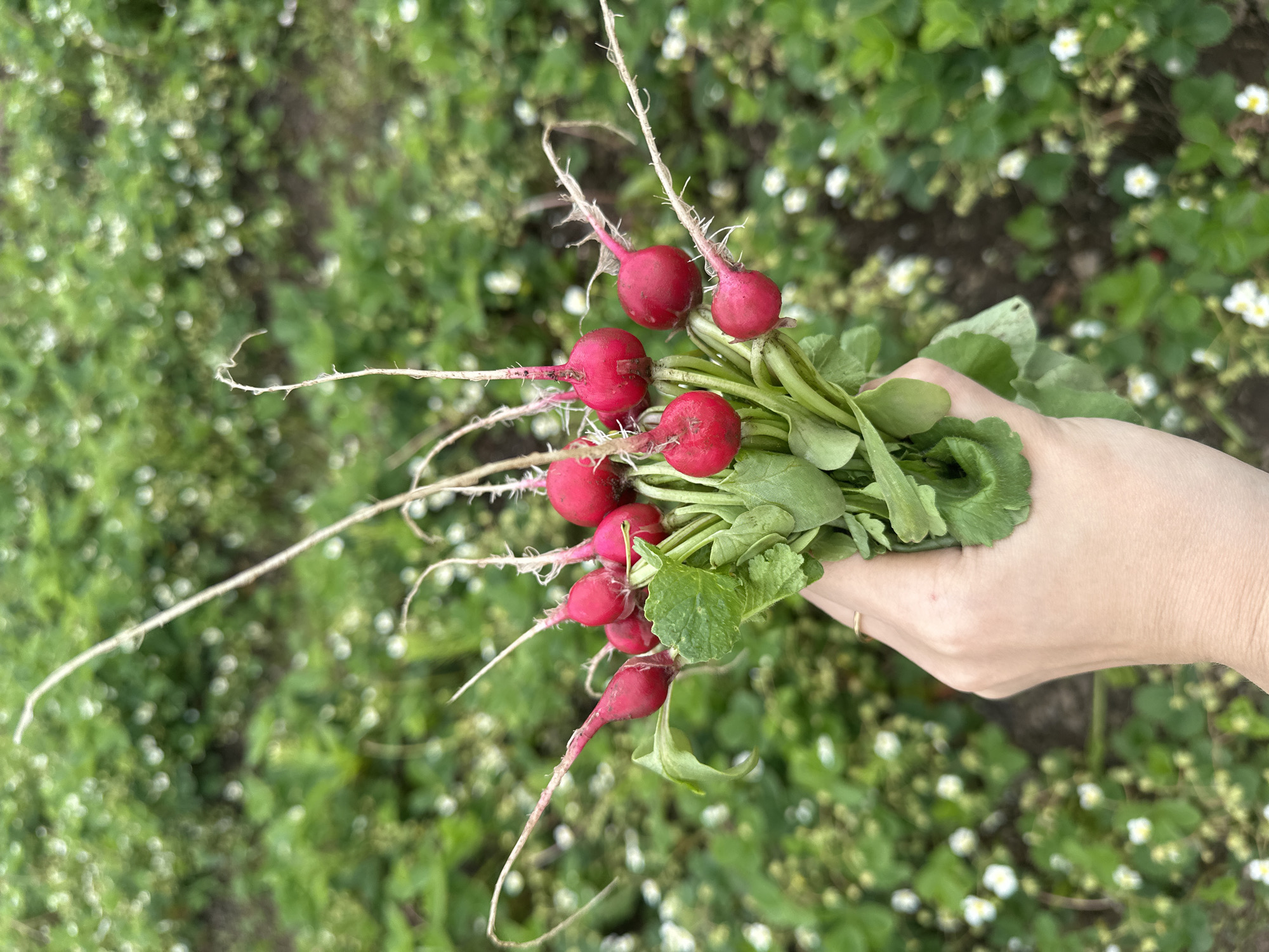 A light-skinned human hand, adorned with a thin gold ring on the fourth finger, firmly grips a fresh bunch of approximately ten red radishes. The radishes exhibit bright red, round to slightly elongated bulbs, complete with green leafy tops and slender, white-haired root tails. The hand and radishes are sharply focused in the foreground. The background, extensively blurred, depicts a verdant field of green plants punctuated by numerous small white flowers, characteristic of a strawberry field. A faint, dark strip of earth is visible as a row in the mid-ground. This scene takes place in an agricultural area within the city of Kharnavy, Russia.