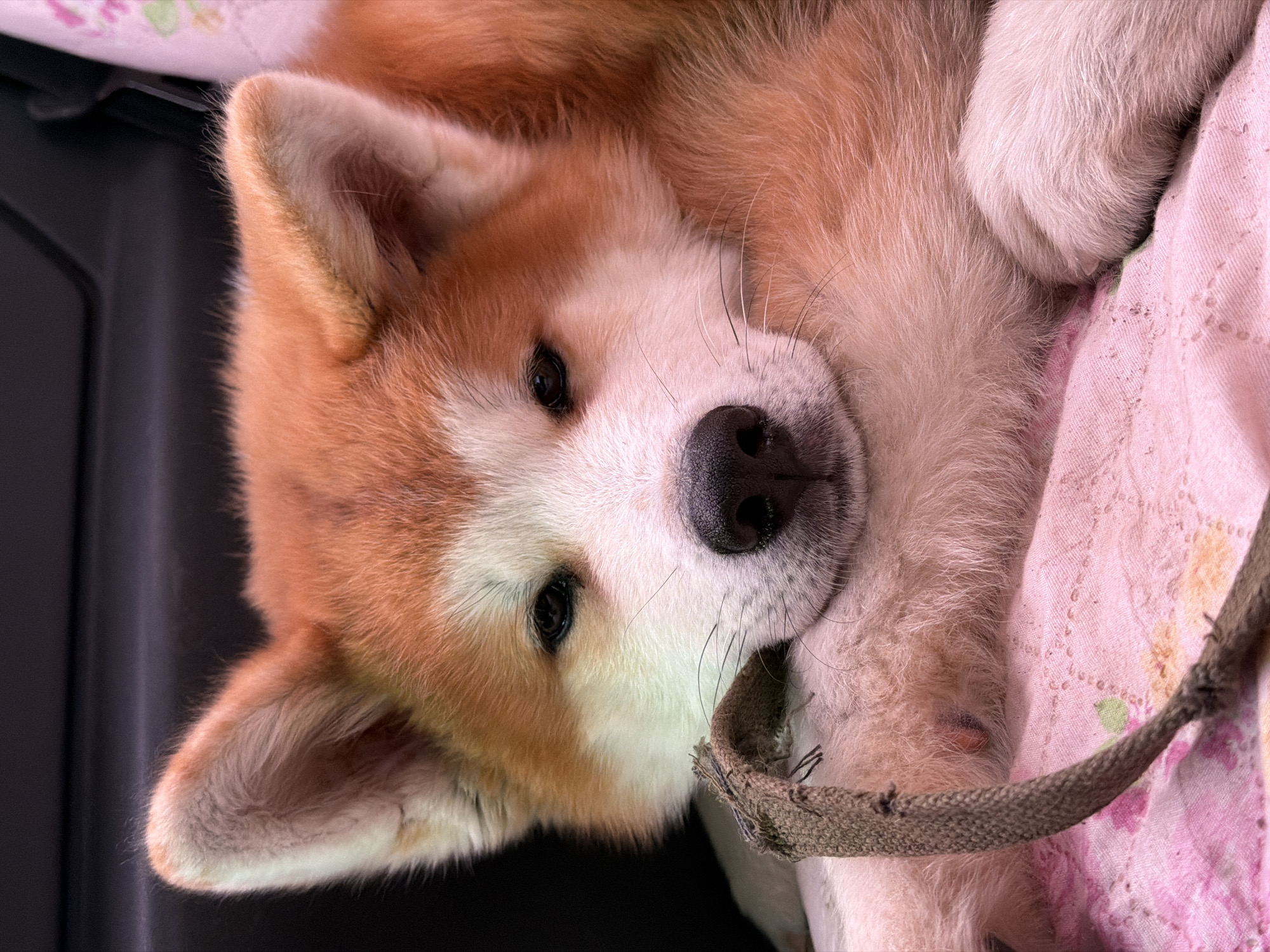 A close-up shot depicts an Akita puppy lying on a pink patterned cloth. The puppy's head is facing the viewer, and it is holding a frayed rope in its paws. The puppy's fur is a mix of orange and white. A dark gray or black surface is visible in the background. The location is Chaikovsky, Russia.
