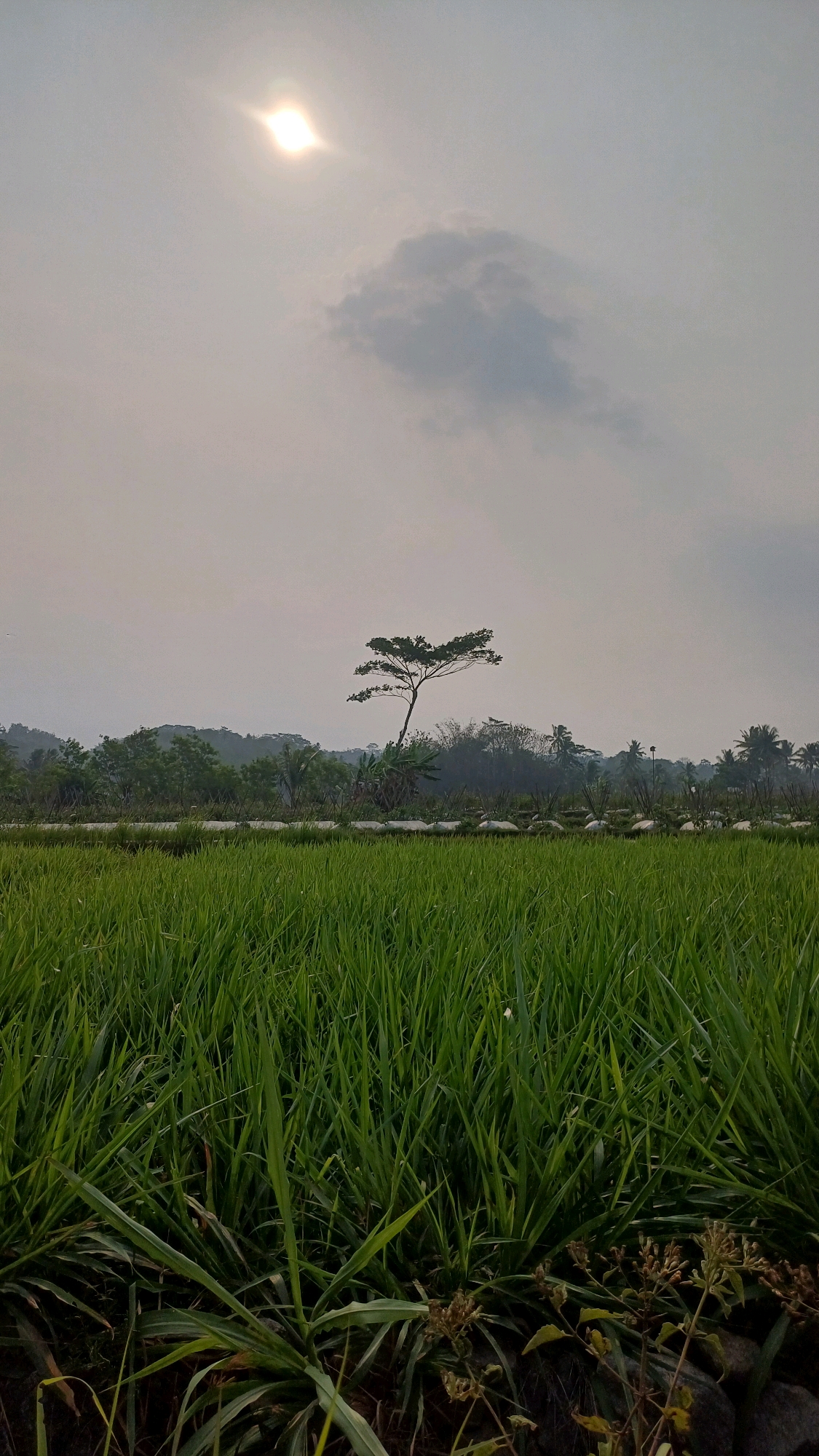 A vertical, eye-level shot captures a verdant rice field in Lungge, Indonesia, under a hazy sky. The foreground is dominated by lush green rice stalks, with some dry stalks and rocks visible at the bottom edge. In the midground, a low line of trees and vegetation forms a border. Dominating the mid-to-background is a lone, slender tree with a distinctive, spreading canopy. Beyond the tree, a gentle slope of hills covered in dense foliage recedes into the distance. The sky is overcast, with a bright, diffused sun positioned in the upper left quadrant, casting a soft light. A single, wispy cloud floats near the sun. The overall impression is one of a peaceful rural landscape.