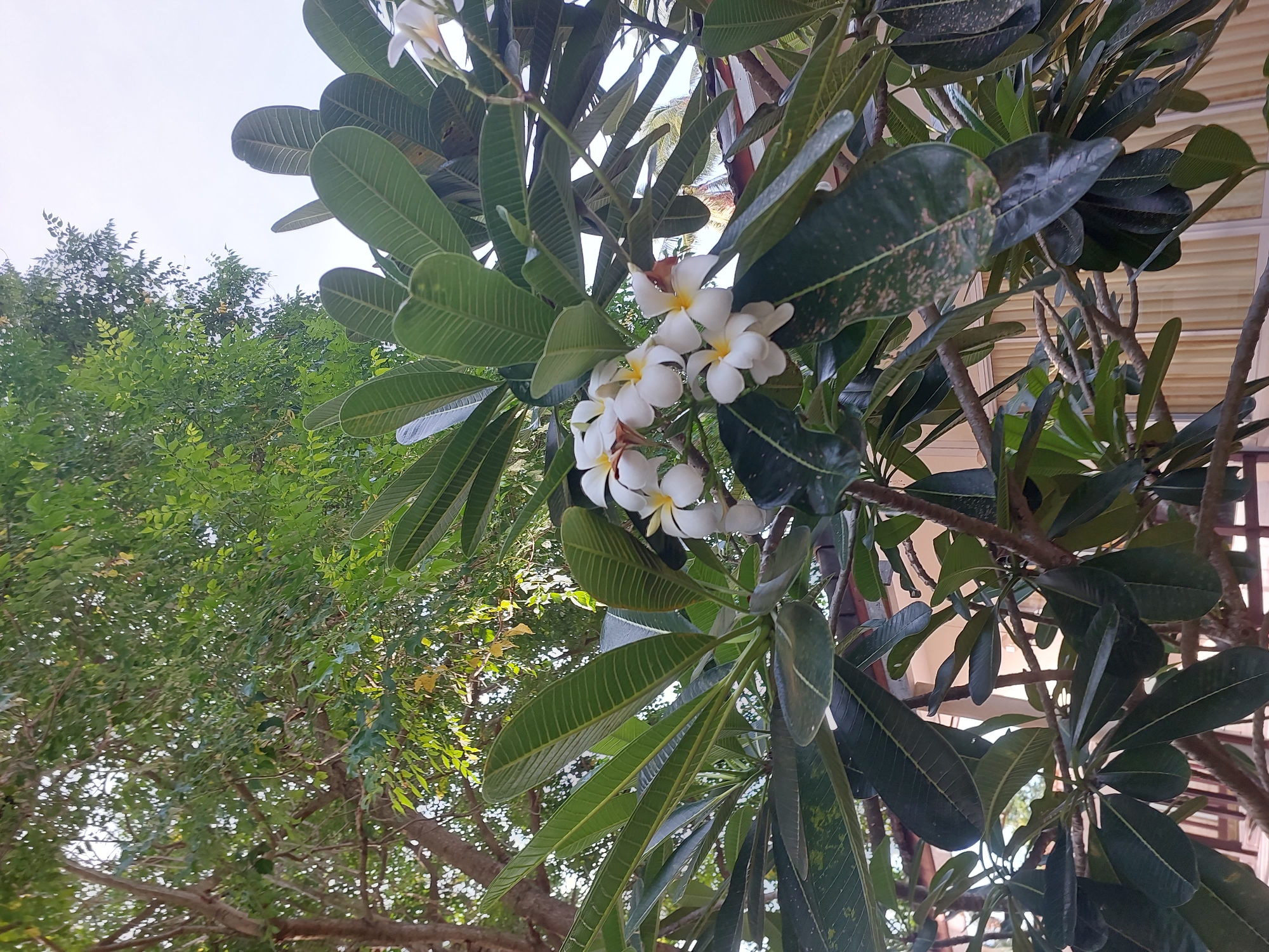In Baan Mae Nam, Thailand, a frangipani tree with dark green, elongated leaves and clusters of white flowers with yellow centers is captured in a medium shot. The frangipani blossoms are the focal point, with several blooms visible in various stages of opening. The branches of the tree are thick and brown, with a rough texture. In the background, the lush green foliage of another tree with smaller leaves is visible, creating a layered effect. The sky is bright and overcast. The scene appears to be outdoors, likely in a garden or natural setting, with hints of man-made structures like a roof and a wall visible in the distance. The overall impression is one of natural beauty and tranquility.