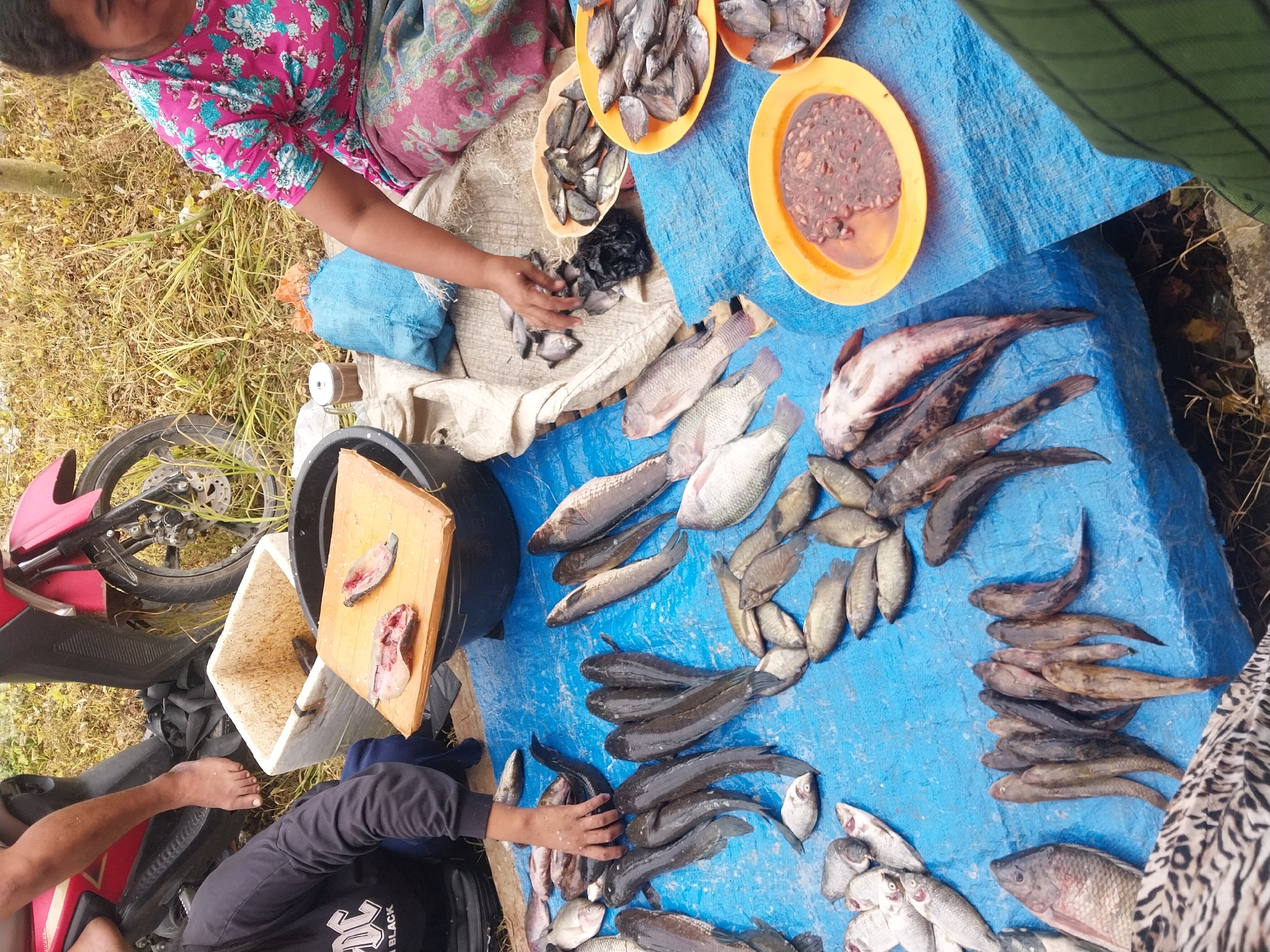 A vendor, identified as female based on clothing and hairstyle, sits on a blue tarp spread on the ground, her legs covered by a patterned cloth. She is wearing a vibrant pink shirt with a floral pattern and a patterned skirt. In front of her, various types of fish are arranged, some whole and some filleted. To her right, there are three orange plastic bowls, one containing a reddish-brown paste, and two filled with small dried fish. Next to the bowls, a blue plastic bag and a small metal container are visible.
To the left of the vendor, a person, identified as male based on visible leg and foot, sits with their left leg extended. They are wearing a black long-sleeved shirt with "DC BLACK" printed on it and dark pants. The person's bare left foot is resting near a white Styrofoam cooler and a red motorcycle. The motorcycle is partially visible, with its front wheel and part of the engine showing. A wooden cutting board with two pieces of filleted fish rests on a black container.
The scene is outdoors, with dry grass and vegetation in the background, suggesting a rural or semi-rural setting. The lighting indicates it is daytime. The overall impression is of a fish market stall. This scene could be located in Turumame, Indonesia, where such roadside markets are common.