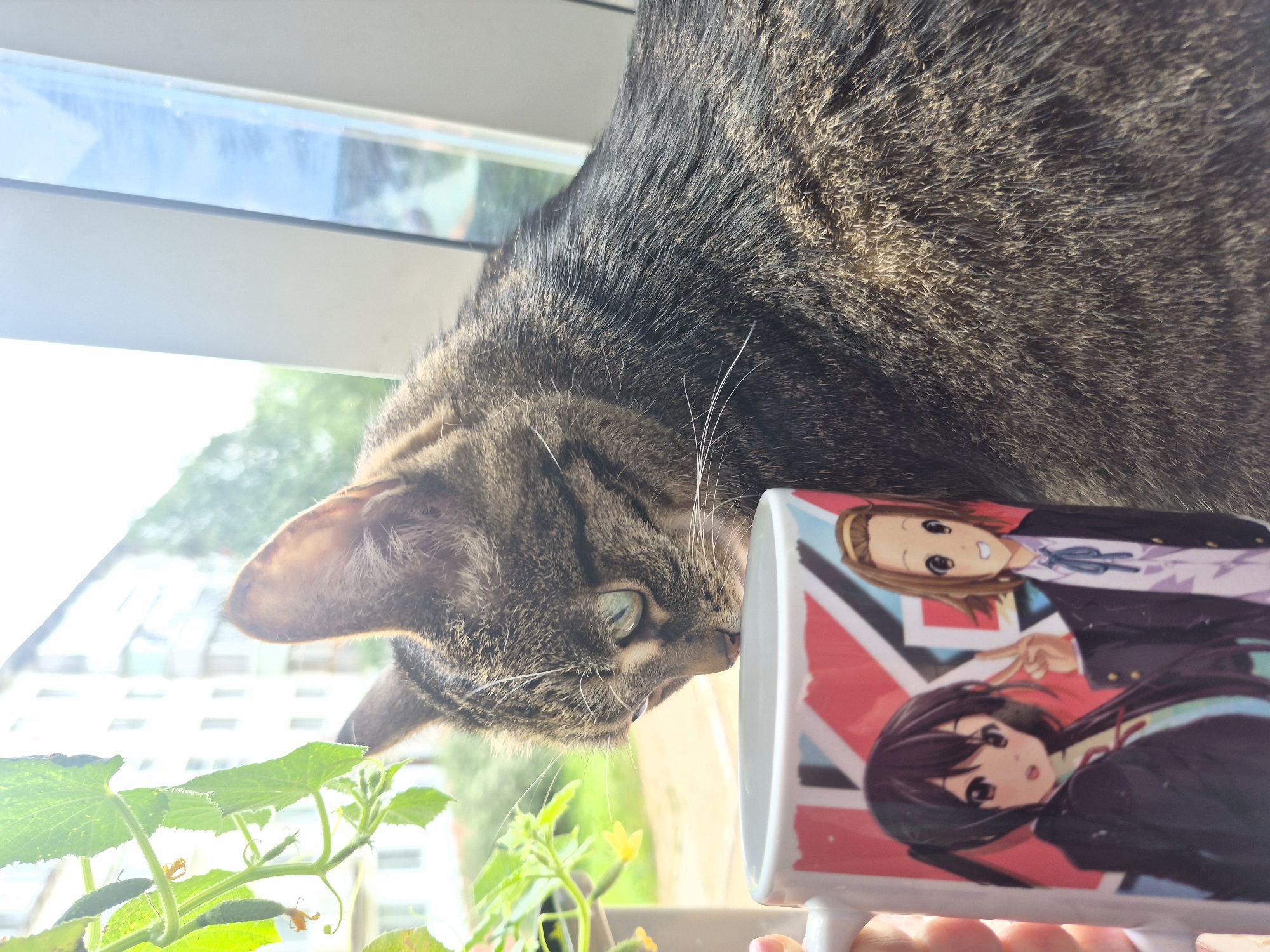 A tabby cat with green eyes leans over a white mug decorated with anime characters. The cat's head is partially obscured by a potted plant with small cucumbers and yellow flowers in the foreground. The background shows a residential building and trees, suggesting an urban environment. The scene is illuminated by natural light, indicating it is daytime. The image appears to be taken from a slightly elevated perspective.