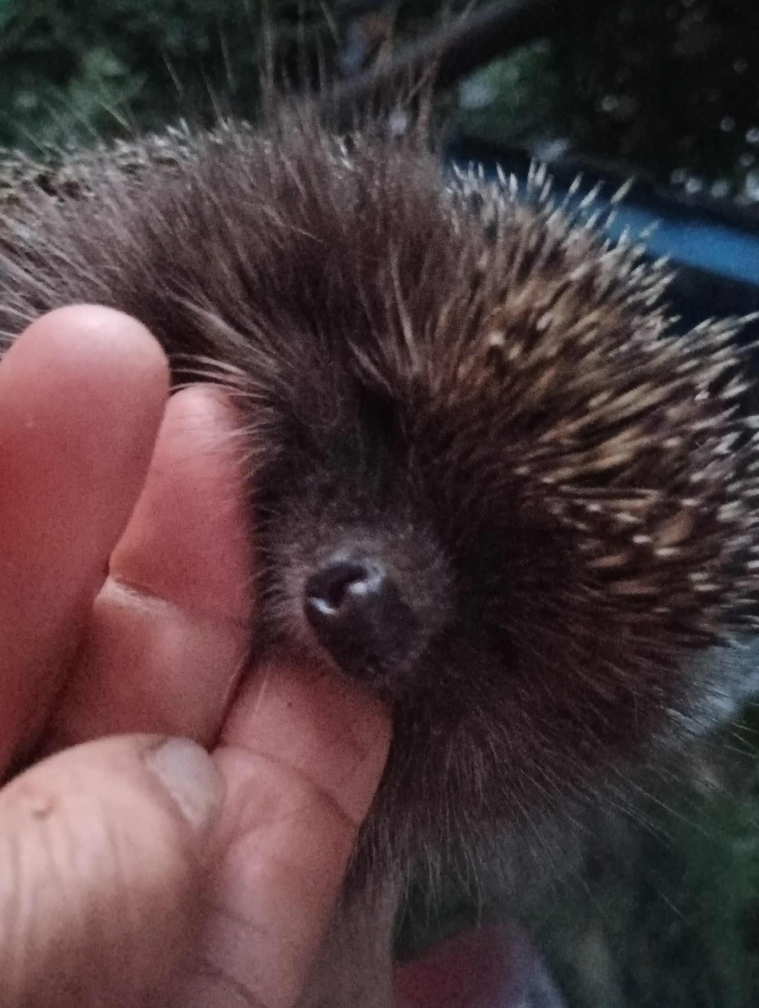 A close-up, slightly blurry shot features a person's hand gently touching the snout of a hedgehog. The hedgehog's quills are visible, as is its dark, wet nose. The background is out of focus and appears to be outdoors, with hints of greenery and possibly a blue object. The overall impression is one of a calm, natural interaction. There is no indication of the location being Sahaidachne, Ukraine, or any specific city.