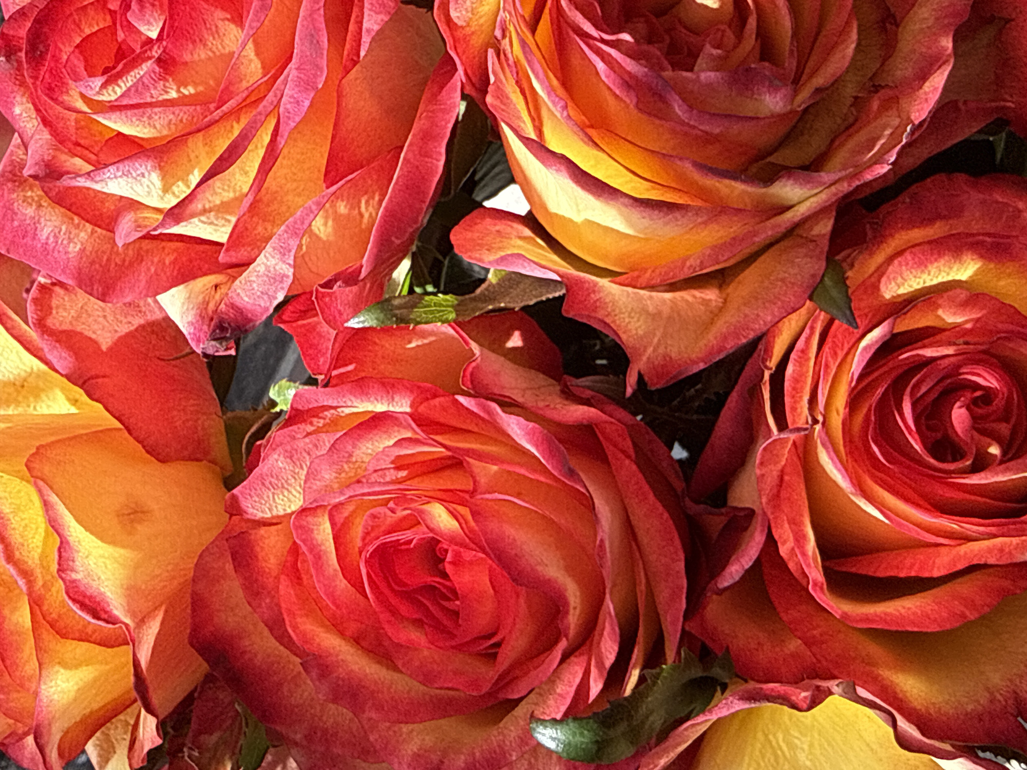 This is a close-up, eye-level, vertical, full-frame shot of a bouquet of bi-colored roses. The roses are predominantly red and orange, with the red appearing on the outer edges of the petals and the orange more towards the center. The petals are tightly furled, creating a layered effect. The lighting suggests the image was taken outdoors in daylight, with some shadows visible among the petals. The background is dark and out of focus, hinting at foliage or the interior of a bouquet. There are no people, animals, or human-made objects other than the flowers themselves visible in the frame. The specific location in Bad Sachsa, Germany, is not determinable from the image content.