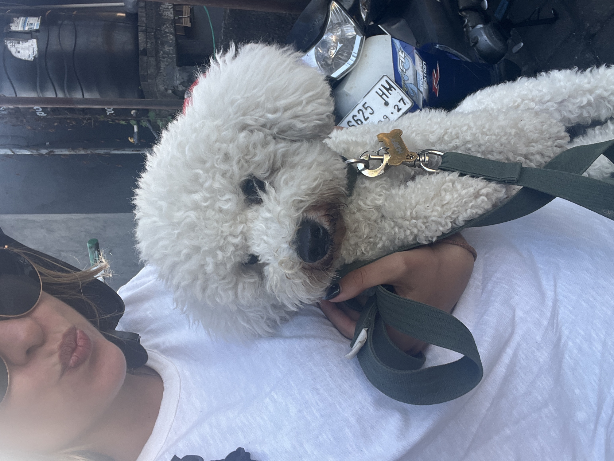 In Kediri, Indonesia, a person wearing a white t-shirt and sunglasses holds a fluffy white Bichon Frise dog. The dog is wearing a collar with a bone-shaped tag that reads "MOMY". The person is holding a green leash attached to the dog's collar. In the background, there is a black water tank, a motorcycle with a license plate that reads "6625 HM", and a grey wall. The scene appears to be outdoors, possibly on a street or in a public area.