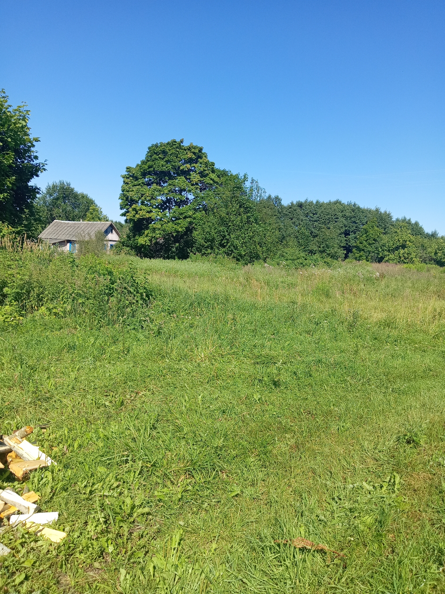 The image depicts a sunny day in a rural area with a clear blue sky. In the foreground, a large expanse of green grass covers the ground. To the left, a small pile of chopped firewood is visible. In the middle ground, a small, rustic house with a grey tiled roof and blue-trimmed windows is partially obscured by overgrown green vegetation. Behind the house, a dense line of green trees stretches across the horizon, forming a natural backdrop. The overall scene suggests a peaceful, undeveloped rural setting, potentially in the village of Svetasel'ski sel'ski Savet, Belarus. There are no people or animals present in the image.